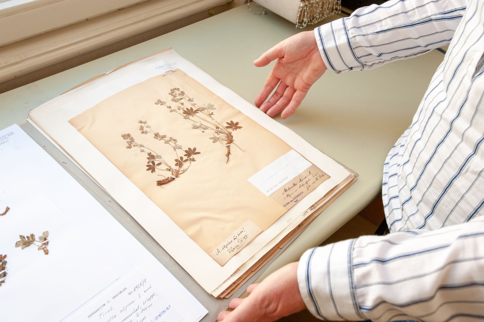 Wertvolles Erbe: Konservierte Pflanzen können dank einem Online-Herbarium nun auch im Internet zur Schau gestellt werden.