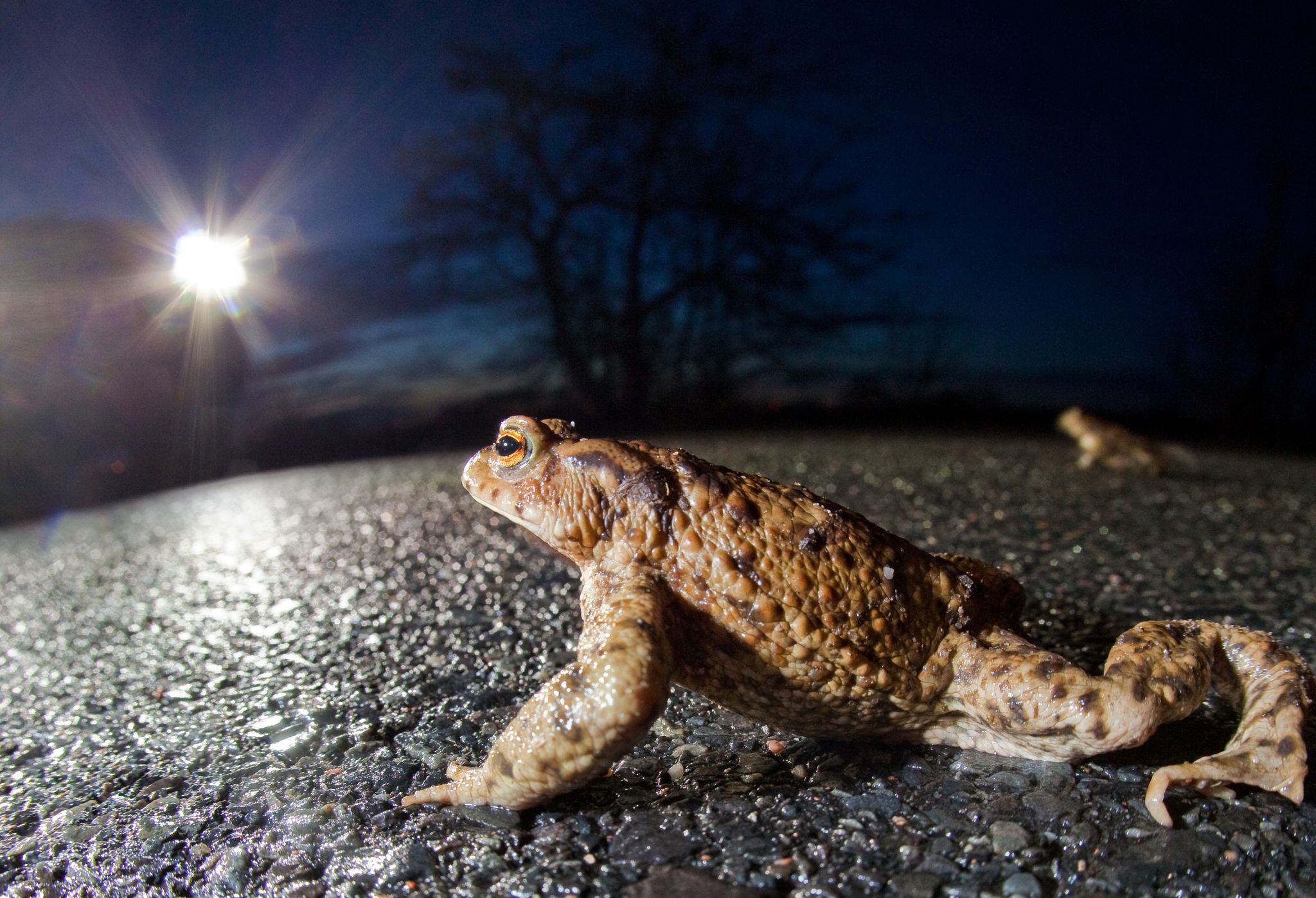 Im Lichtschein eines Autoscheinwerfers krabbelt  eine Kröte über eine Landstraße.