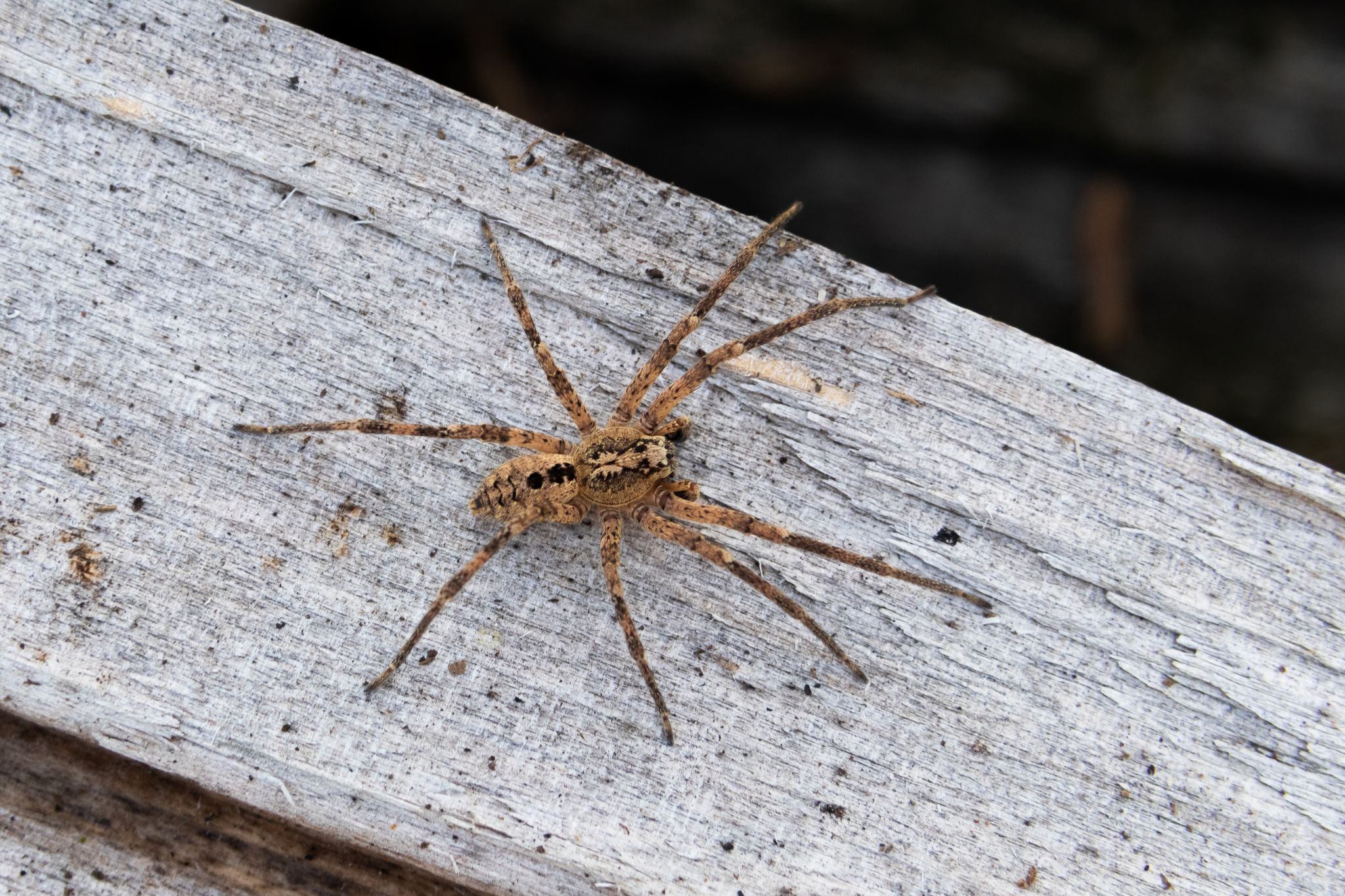 Eine Nosferatu-Spinne auf einem Holzblock.