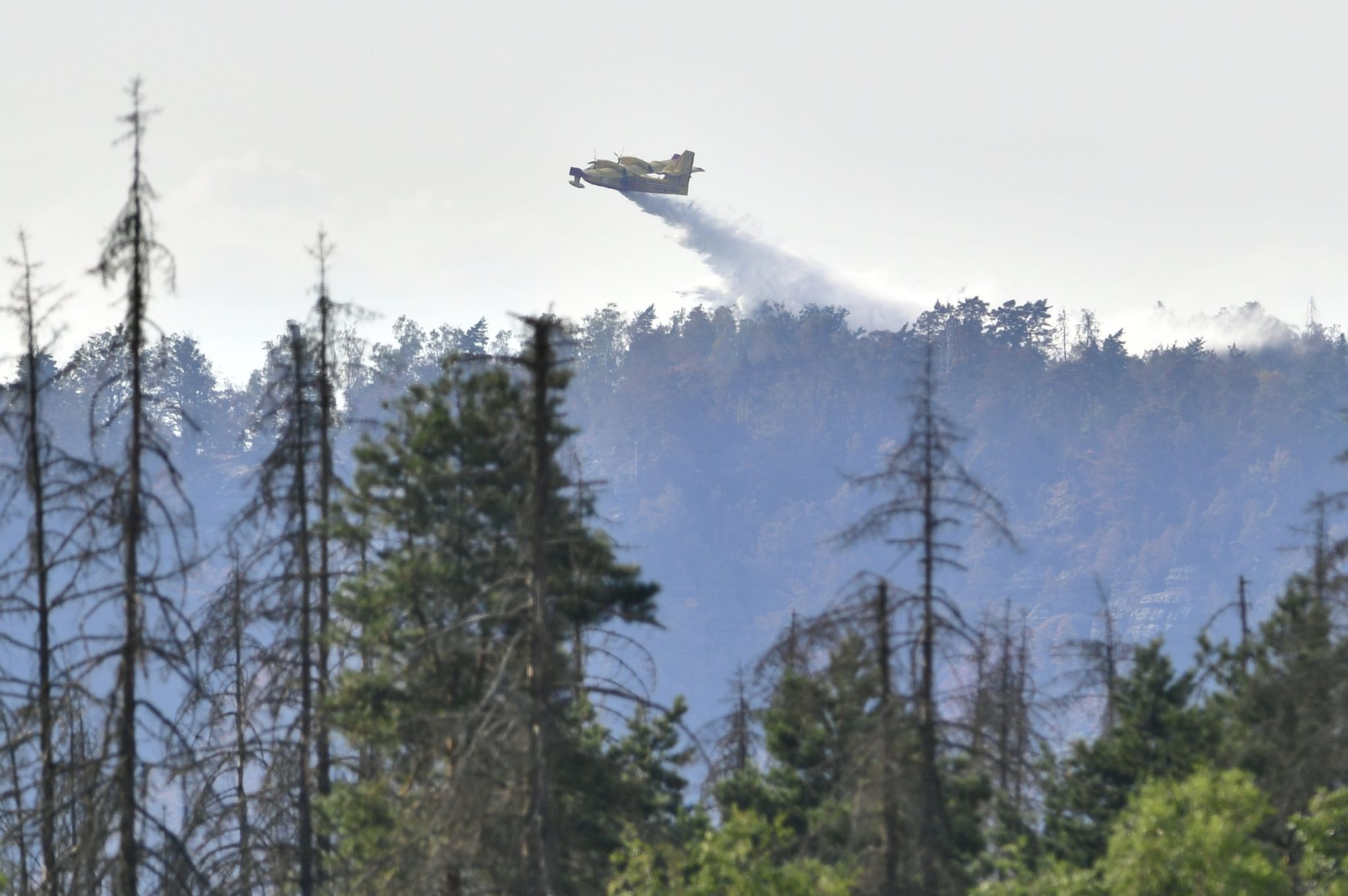 Eines der beiden Canadair-Löschflugzeuge aus Italien bekämpft den Waldbrand im Nationalpark Böhmische Schweiz.