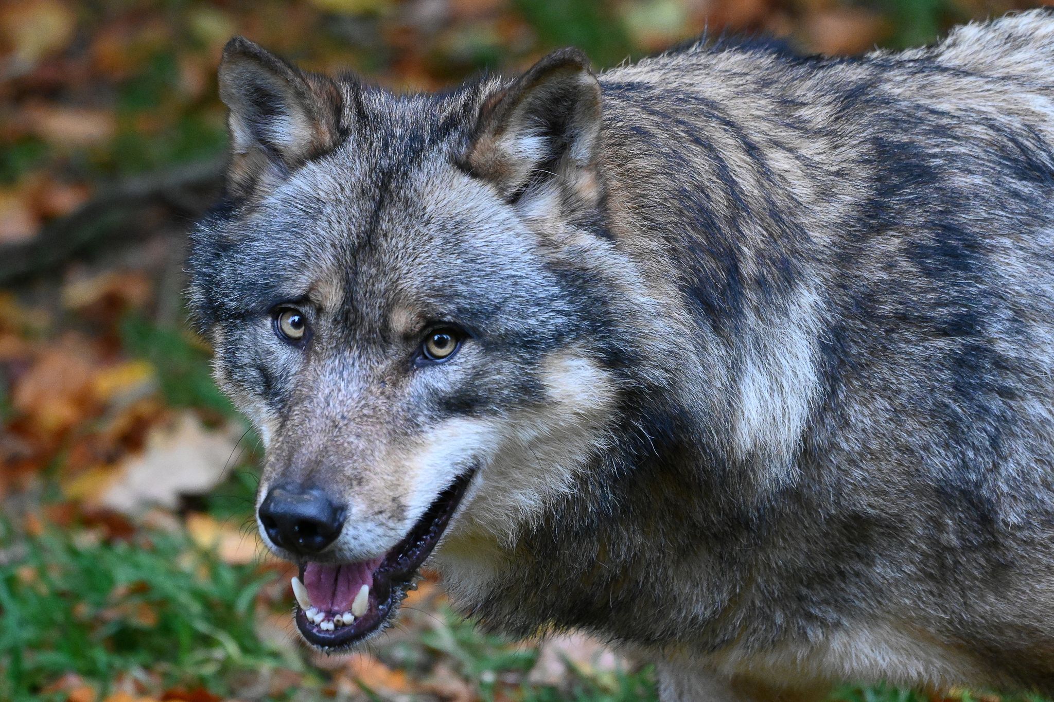 Ein Wolf steht in einem Gehege vom Wildpark Neuhaus im Solling.