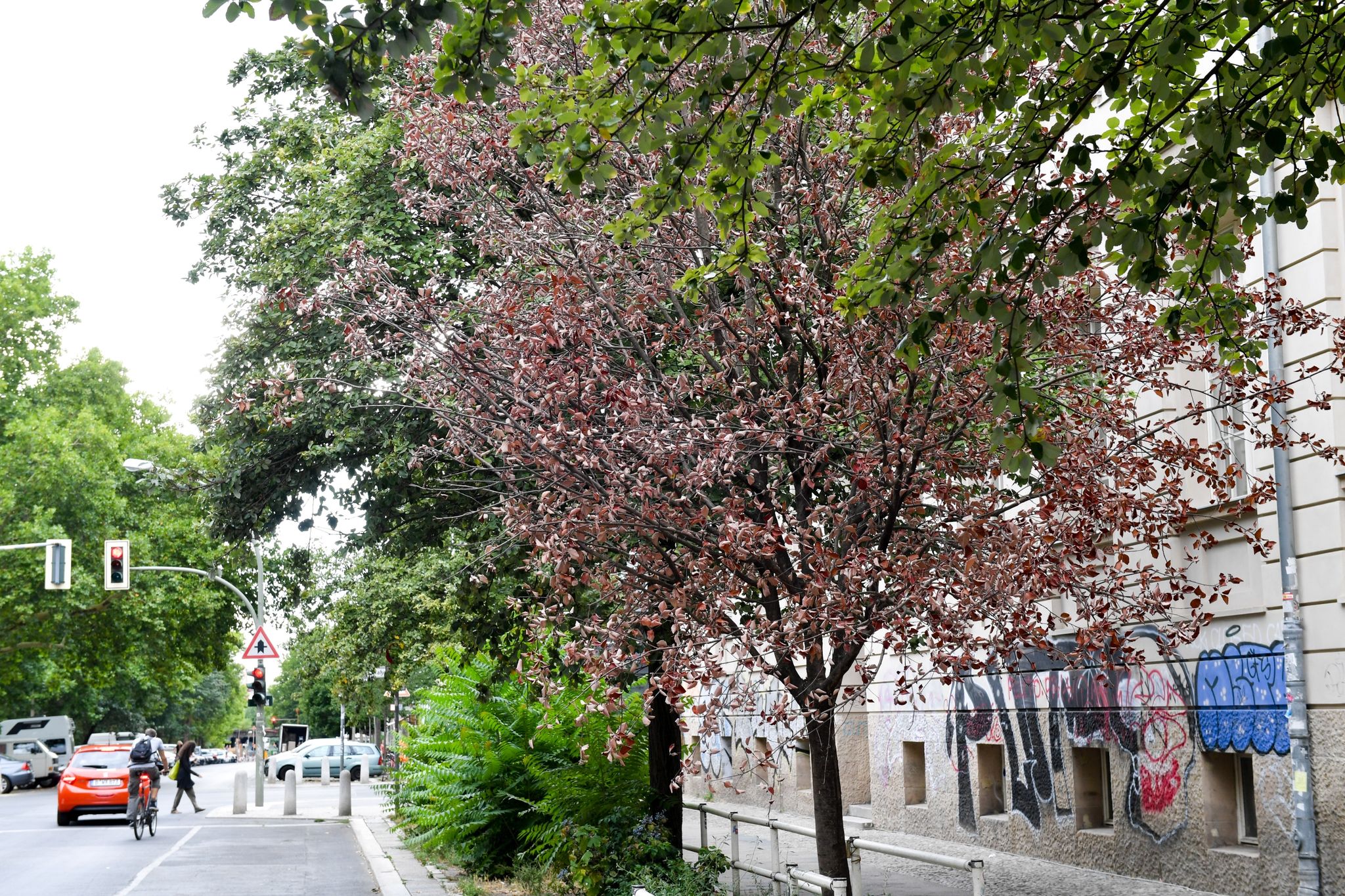Ein vertrockneter Straßenbaum steht in der Gleimstraße.