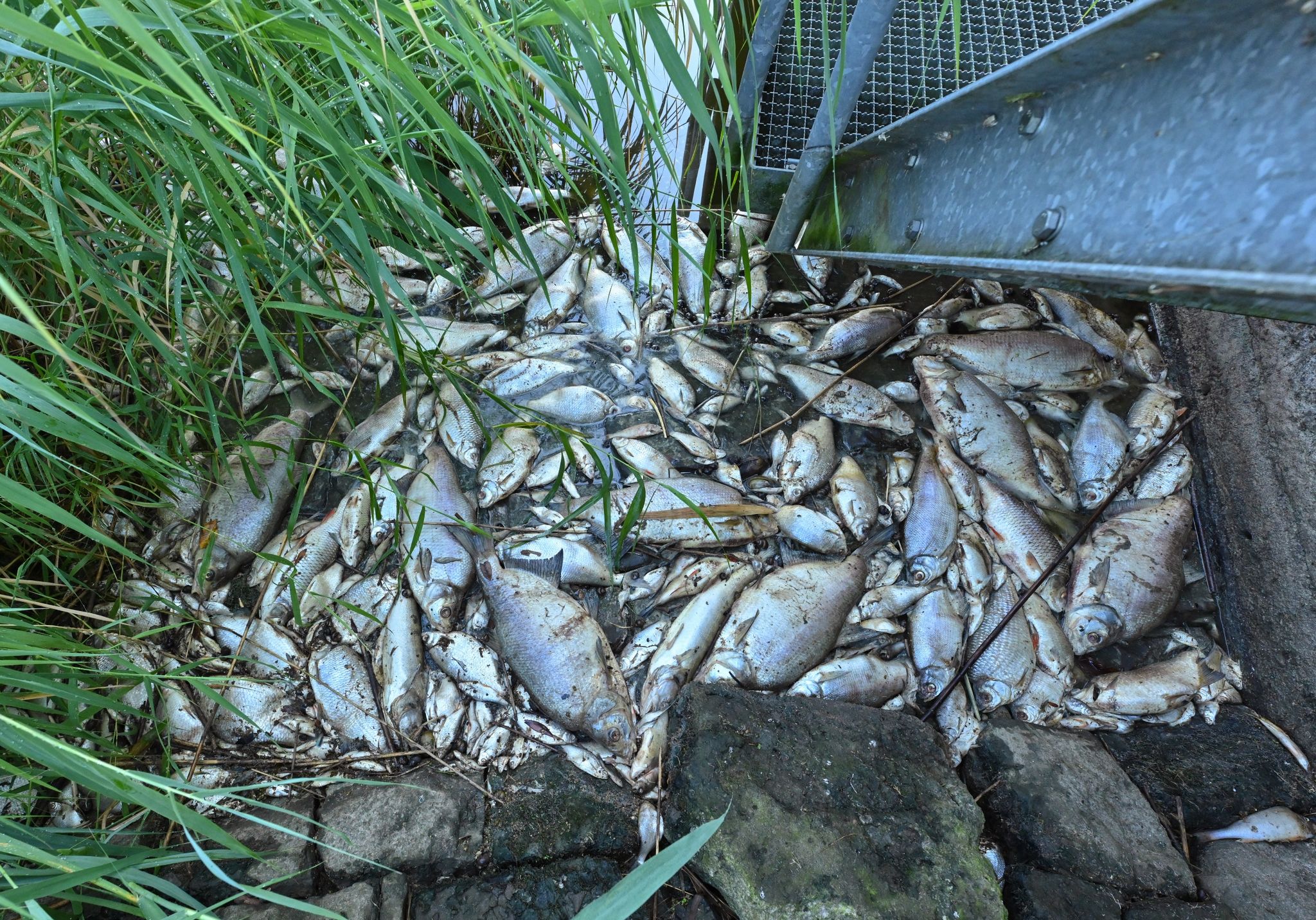 Tote Fische haben sich an einem Wehr im deutsch-polnischen Grenzfluss Westoder, nahe dem Abzweig vom Hauptfluss Oder, auf der Wasseroberfläche gesammelt.