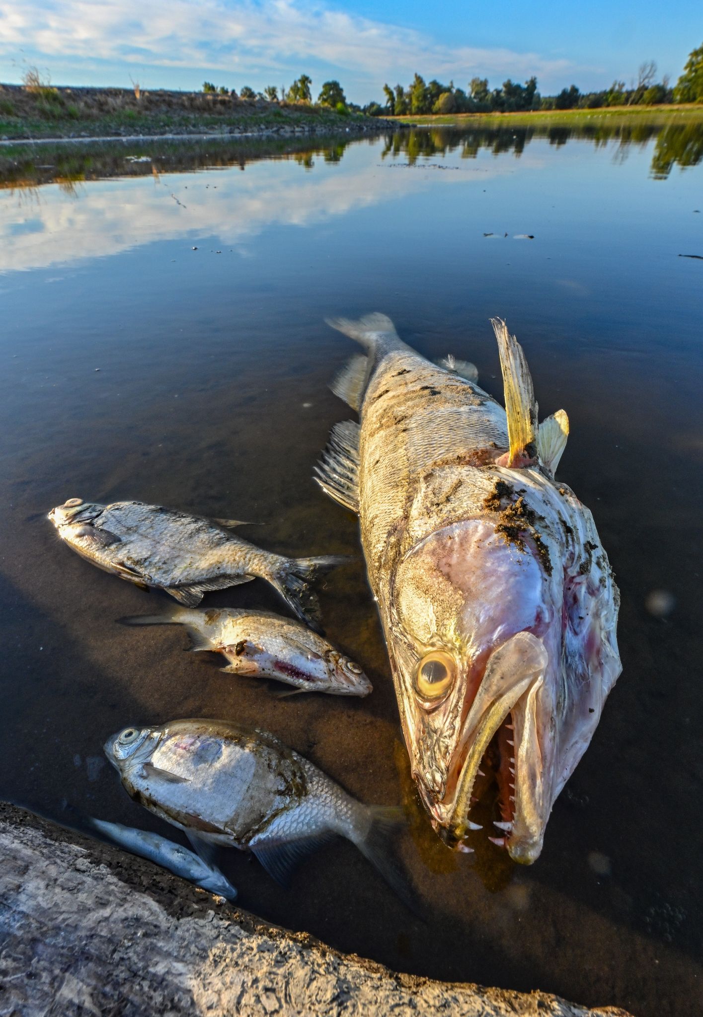 Tote Fische treiben im flachen Wasser des deutsch-polnischen Grenzflusses Oder.