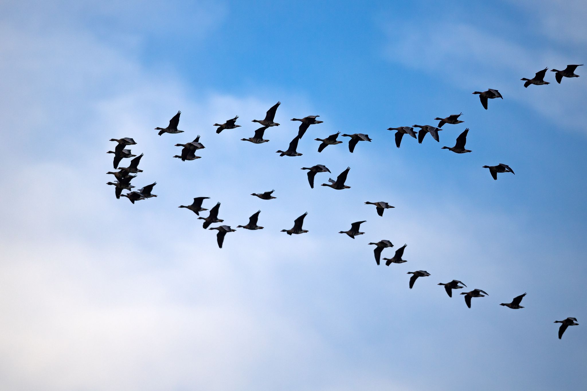 Zugvögel fliegen am Himmel.