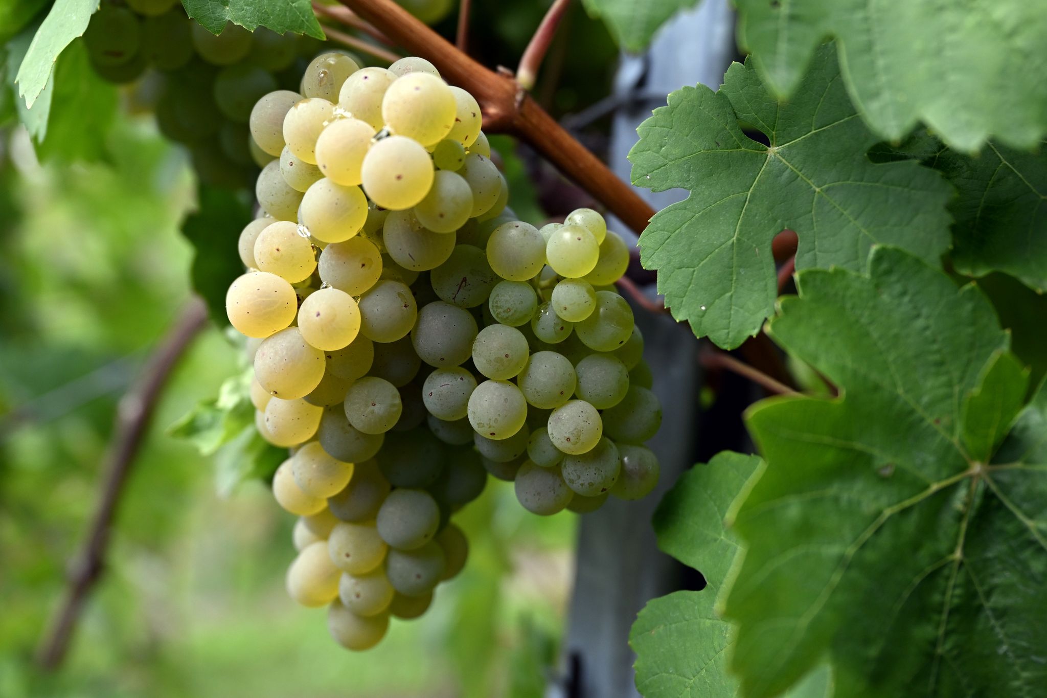 Weintrauben hängen an Weinreben in einem Weinberg.
