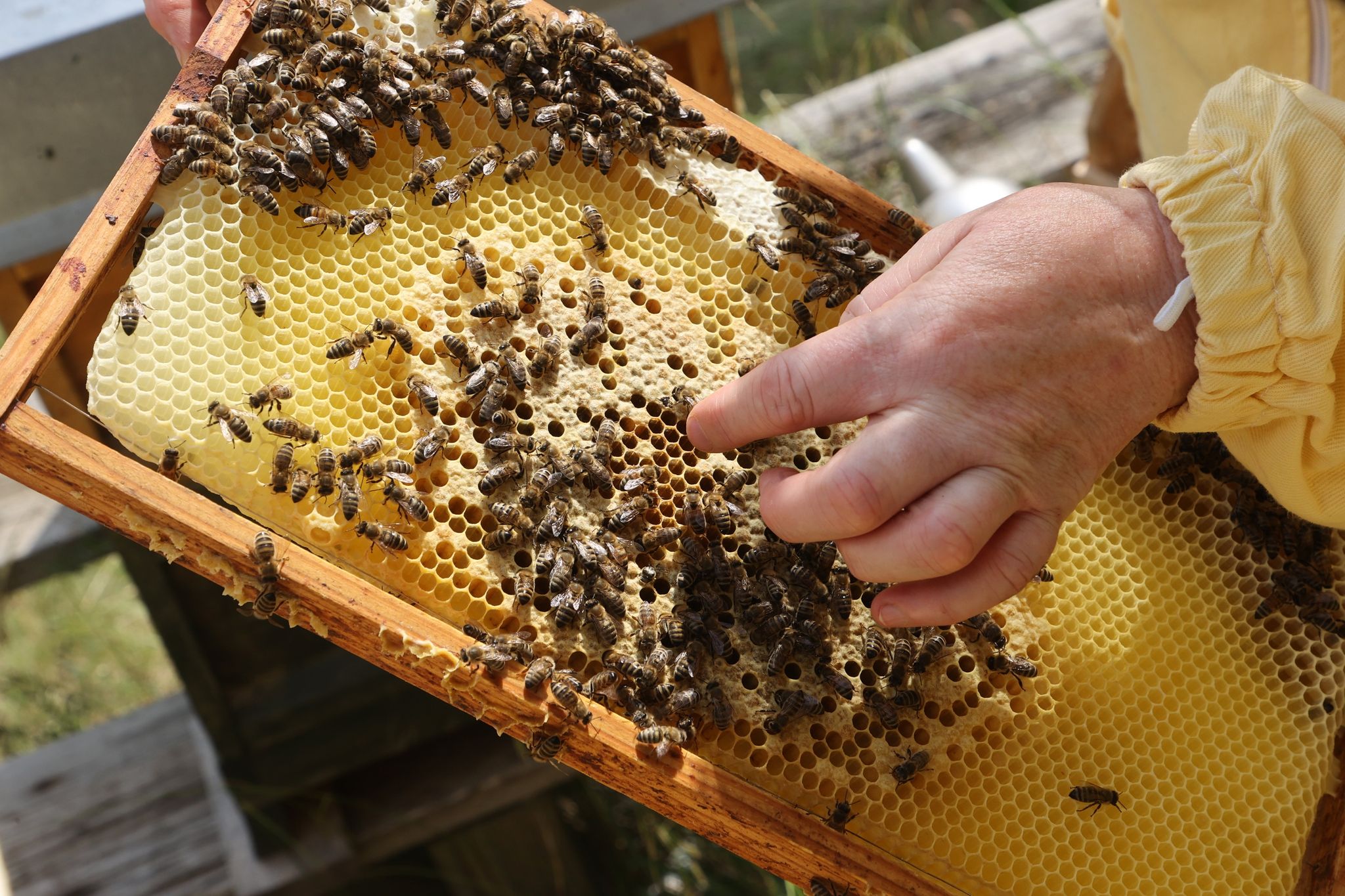 Eine Imkerin zeigt die Produktion von Honig an einem Bienenstock.