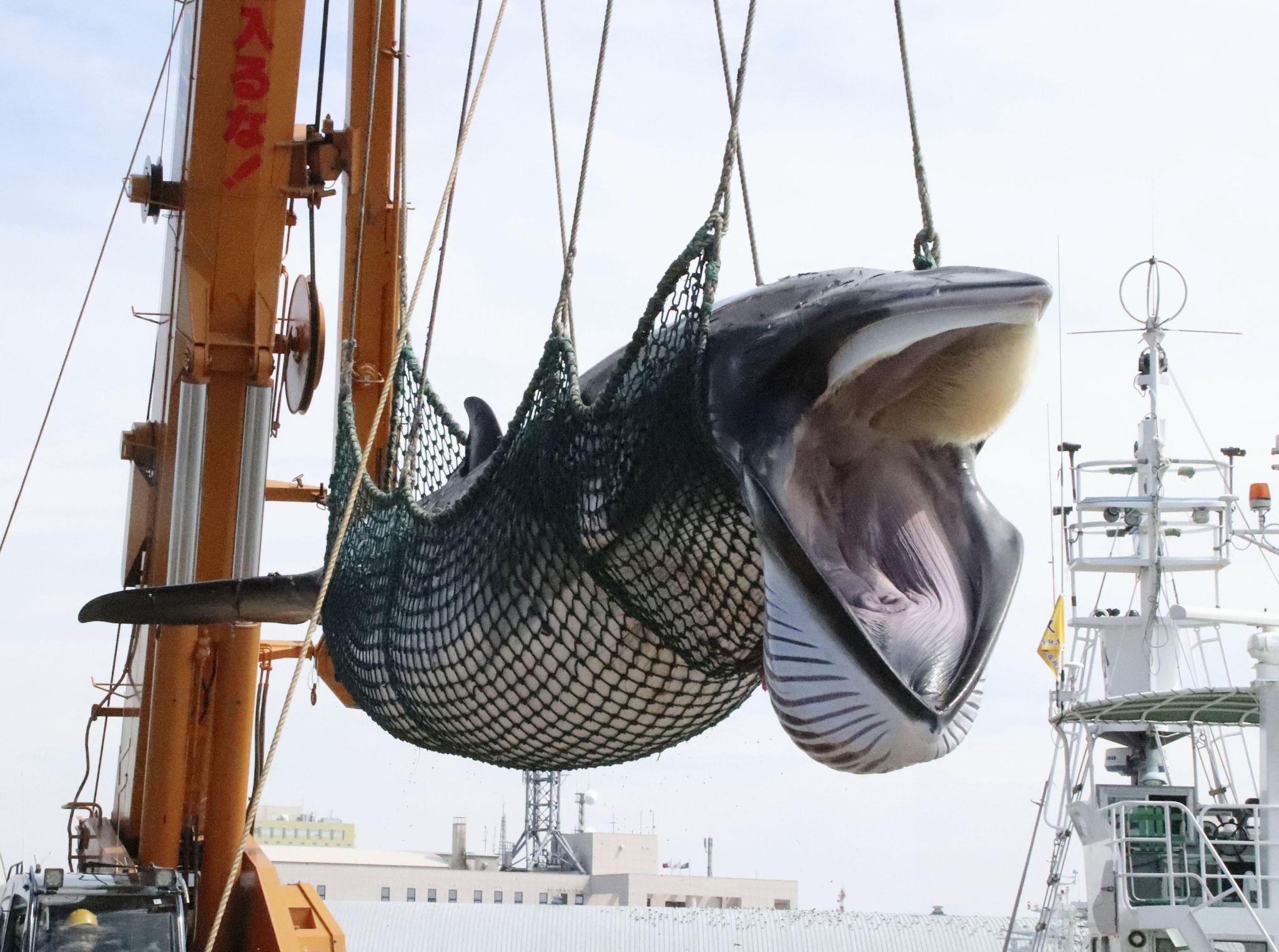 Ein Zwergwal wird in einem Hafen von einem Schiff gelöscht.