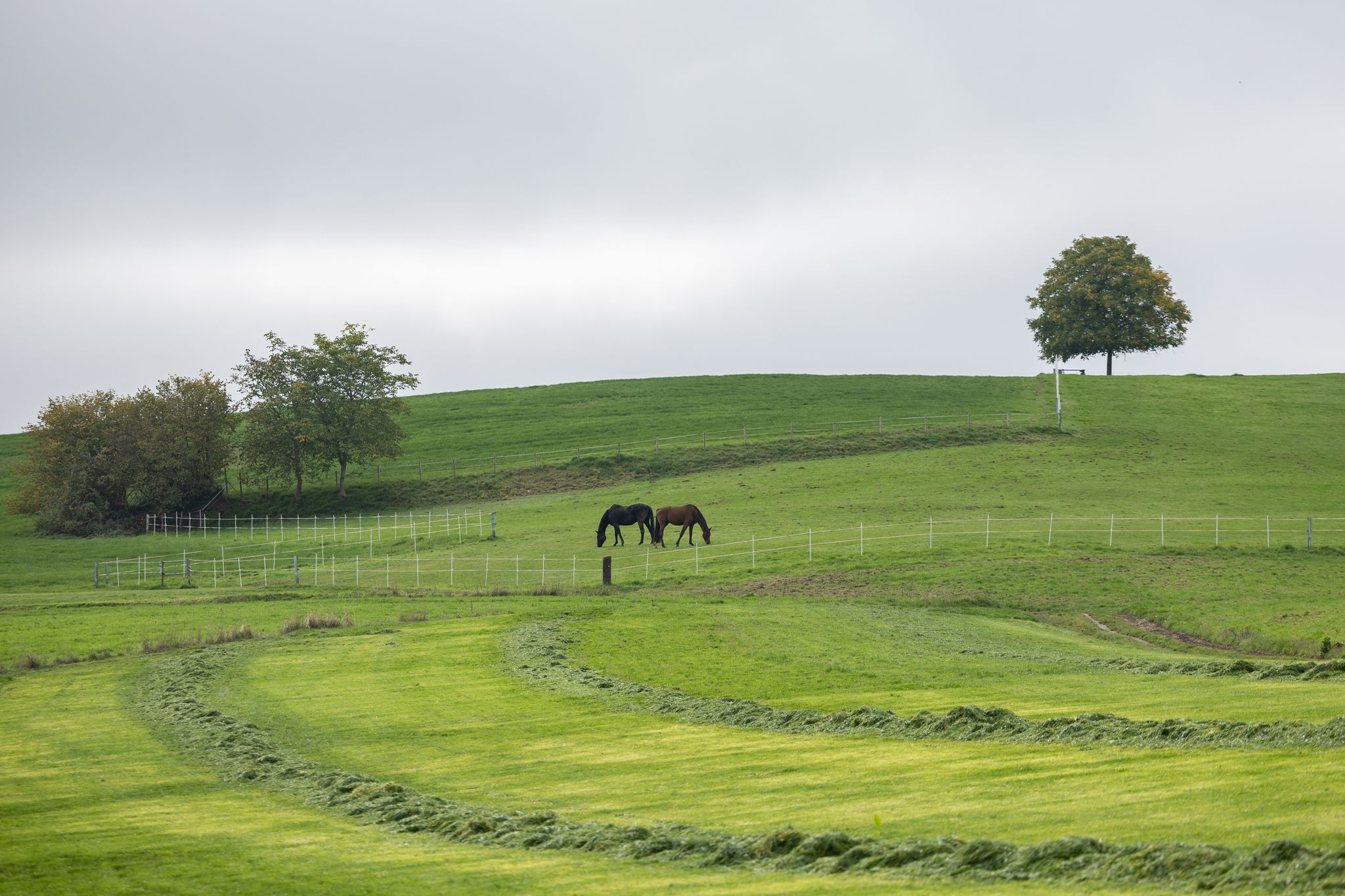 Zwei Pferde stehen auf einer Wiese bei Brandau, Gemeinde Modautal.