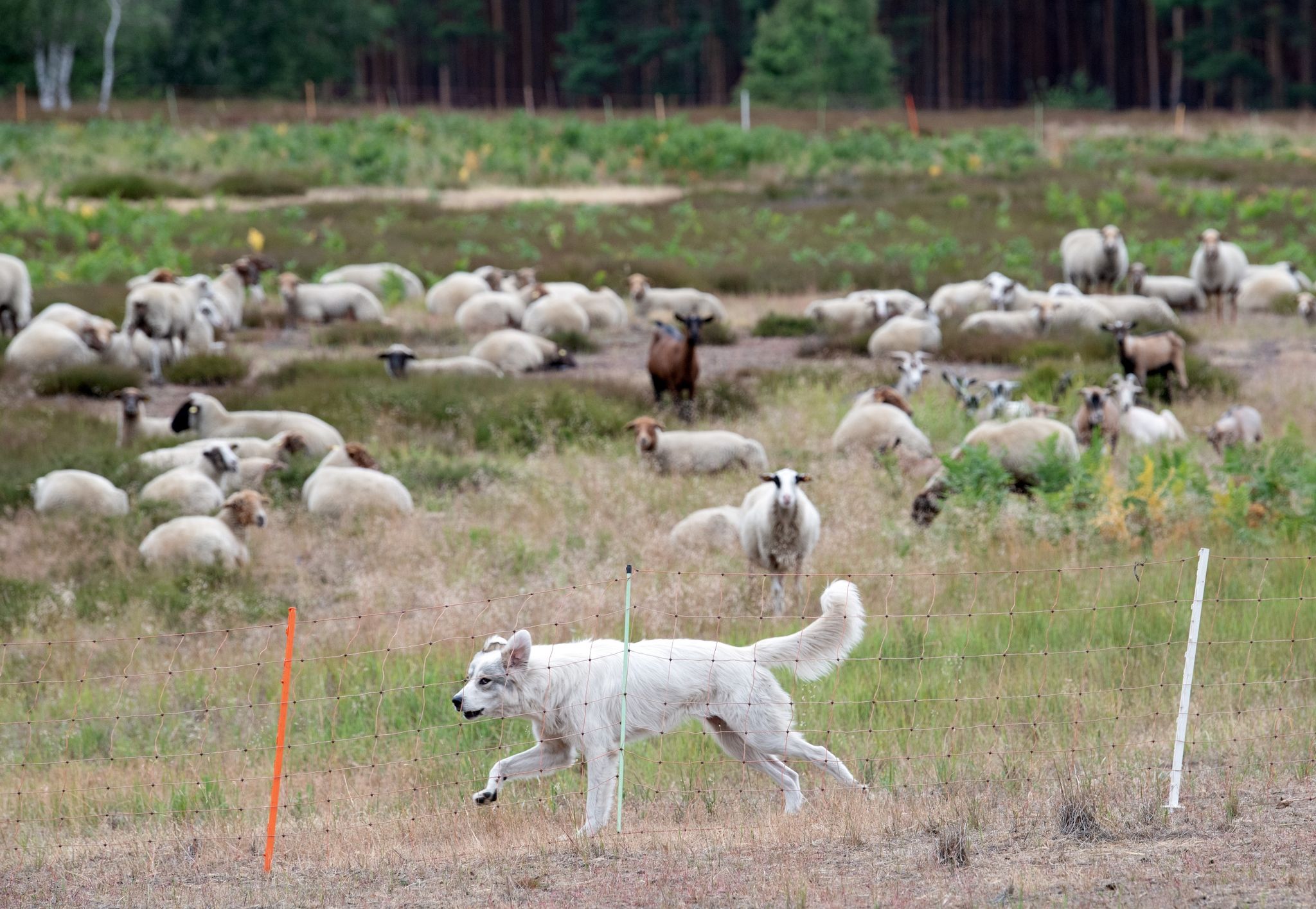 Ein Pyrenäenberghund bewacht eine Herde Ziegen und Schafe. Die Hunde sind ein guter Schutz gegen Wölfe.