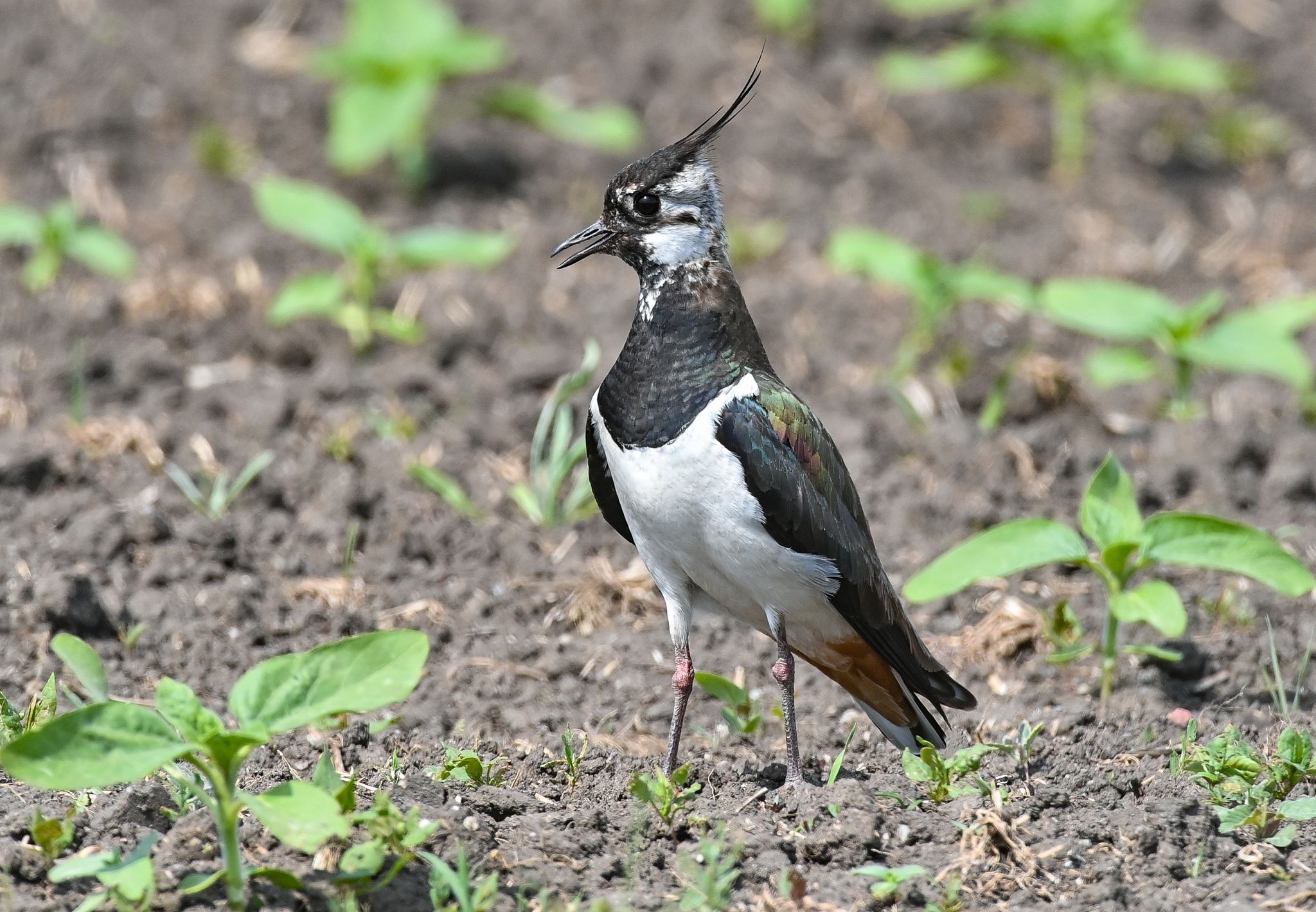 Ein Kiebitz (Vanellus vanellus) steht auf einem Feld. Der Vogelbestand in Niedersachsen und Bremen ist in den vergangenen Jahrzehnten deutlich zurückgegangen.