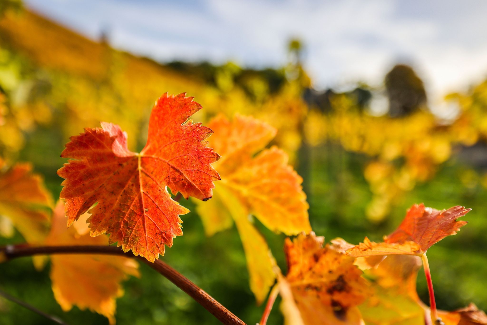 Goldener Oktober mit Sonne und Wärme: Bunt gefärbte Weinblätter hängen an einem Rebstock in Königswinter.