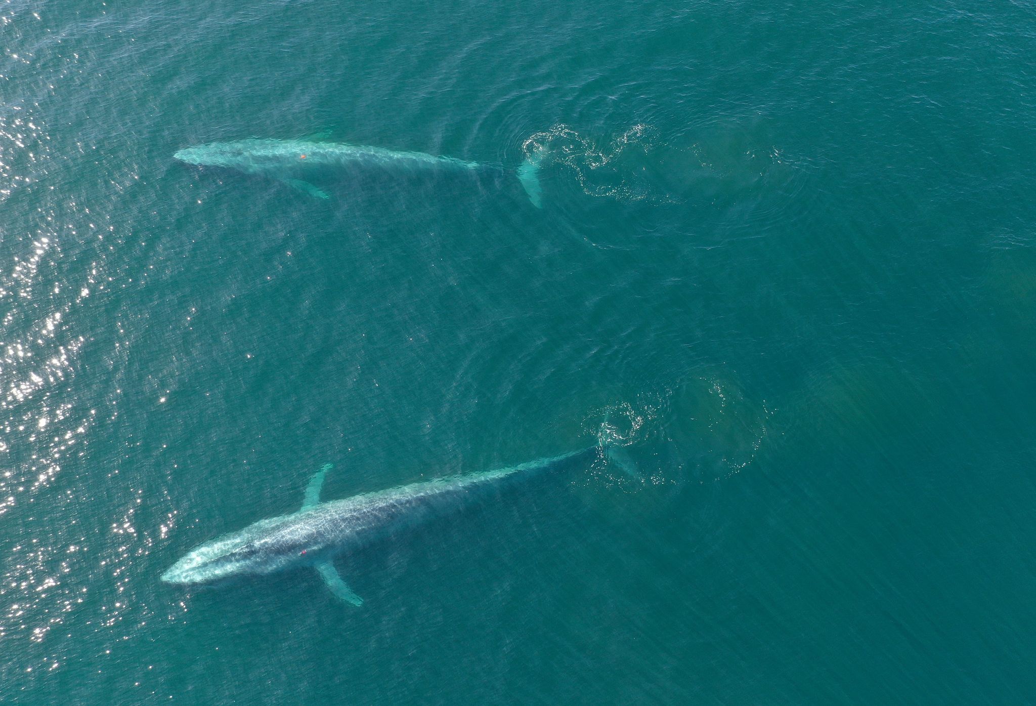 Blauwale, die größten Tiere der Erde, die sich hauptsächlich von Krill ernähren, könnten laut einer Schätzung mit der Nahrung täglich rund zehn Millionen Mikroplastikteile aufnehmen.