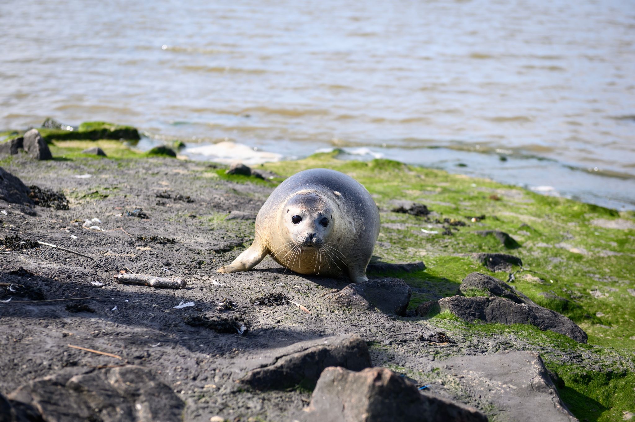 Der frisch ausgewilderte Seehund Paul liegt am Ufer.