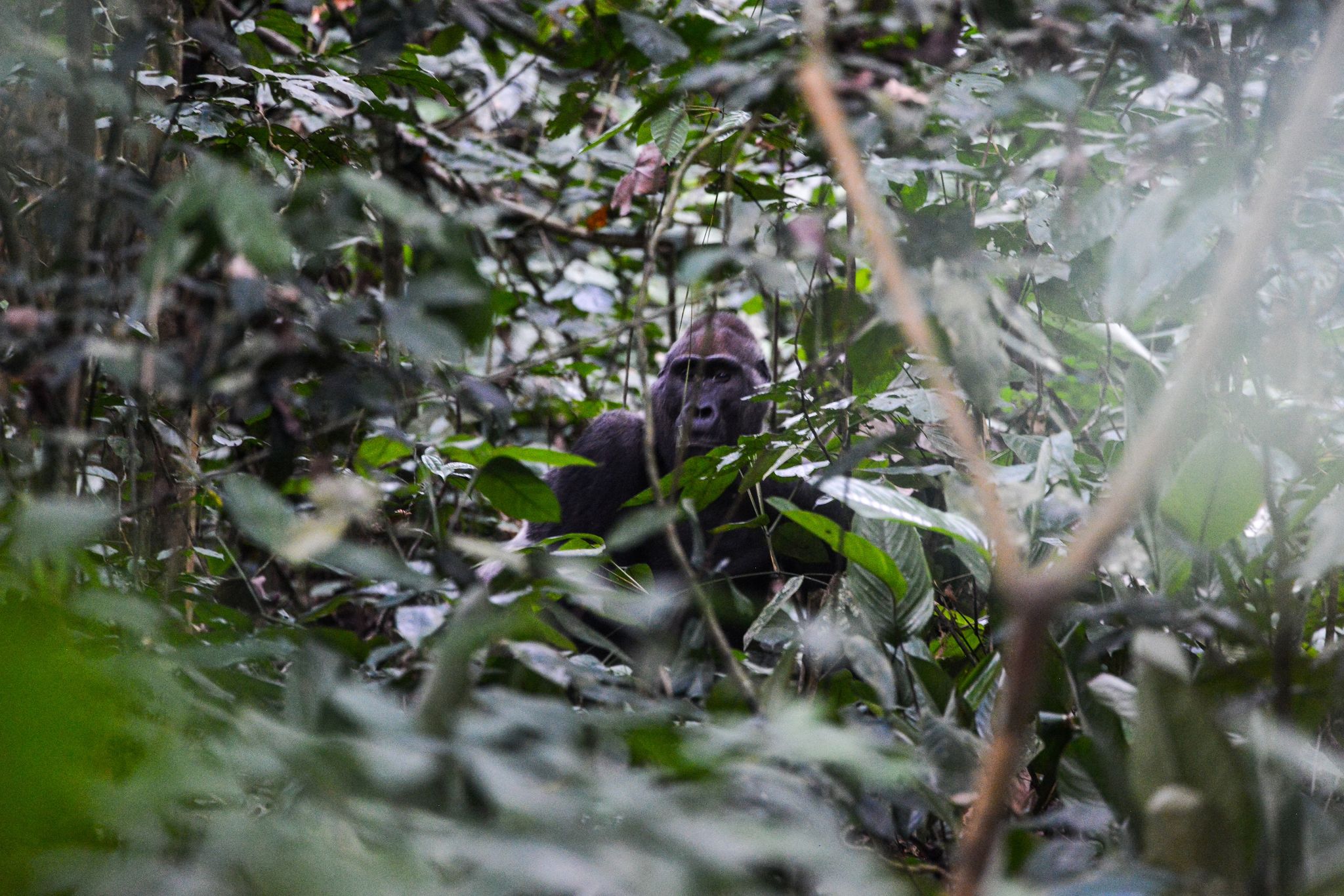 Ein männlicher Gorilla in der Republik Kongo.
