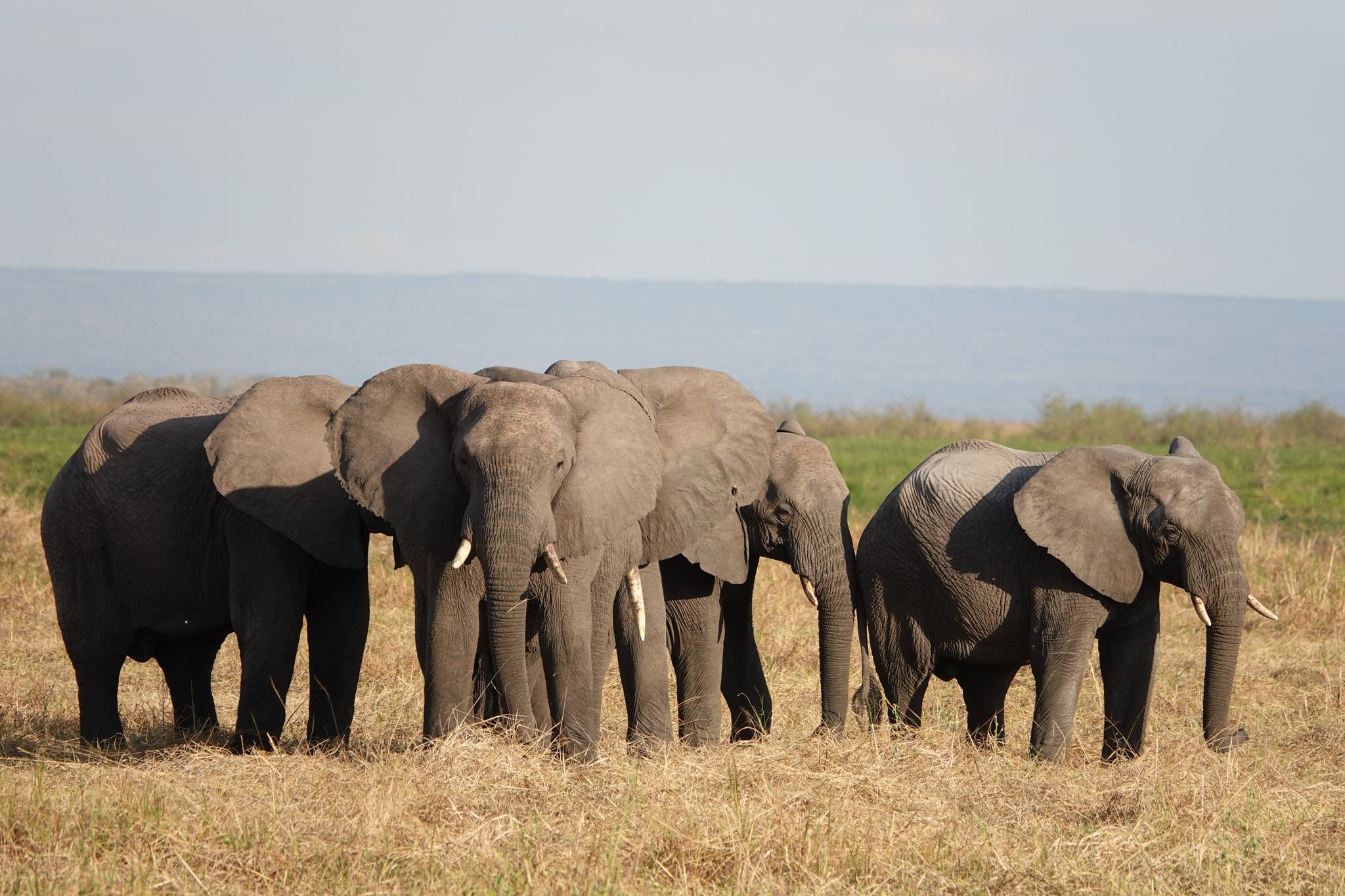 Elefanten stehen im Ruaha-Nationalpark in Tansania. Der Handel mit gefährdeten Wildarten bedroht oft ihr Überleben.