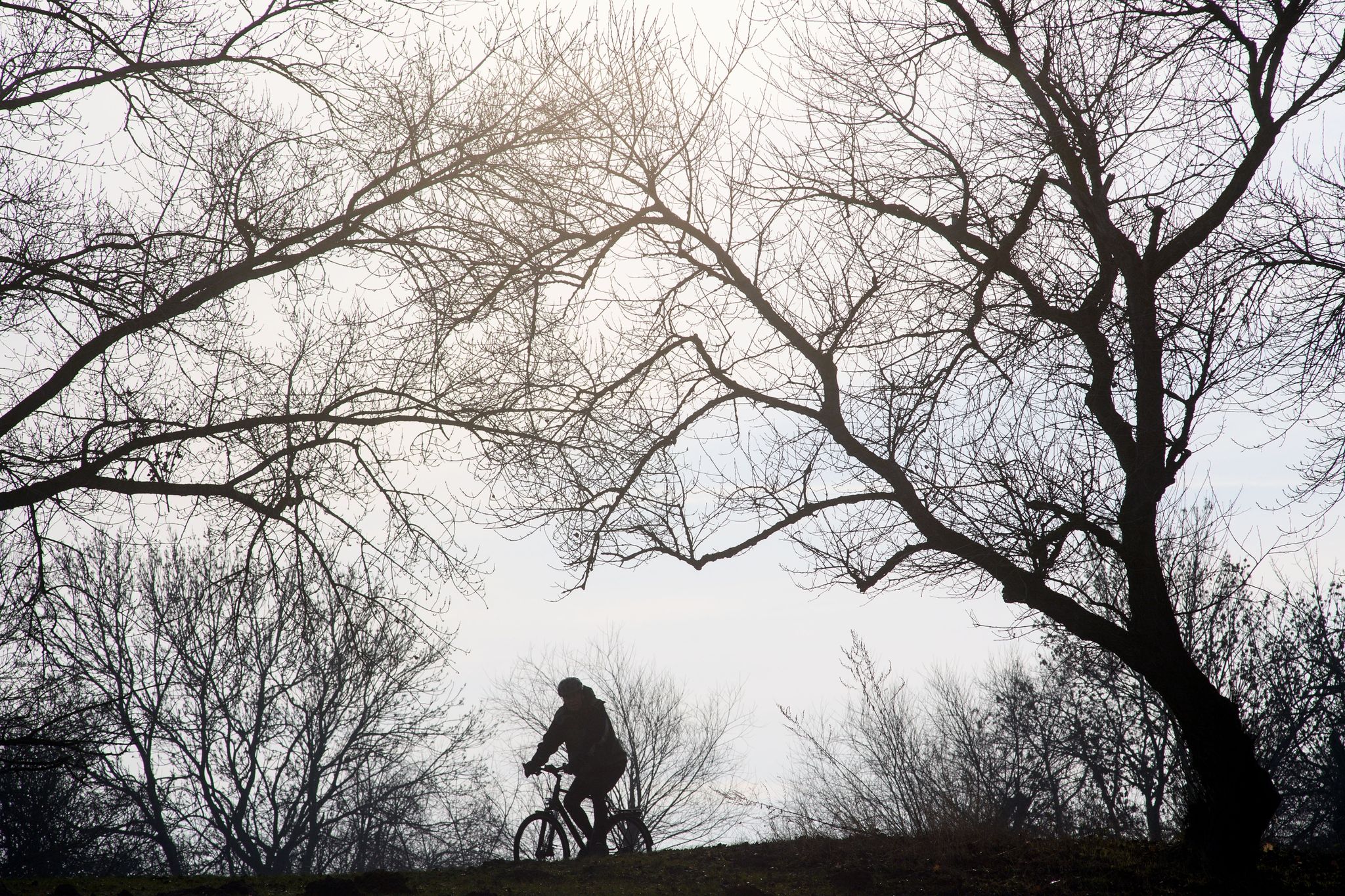 Ein Radfahrer fährt unter winterkahlen Bäumen hindurch.