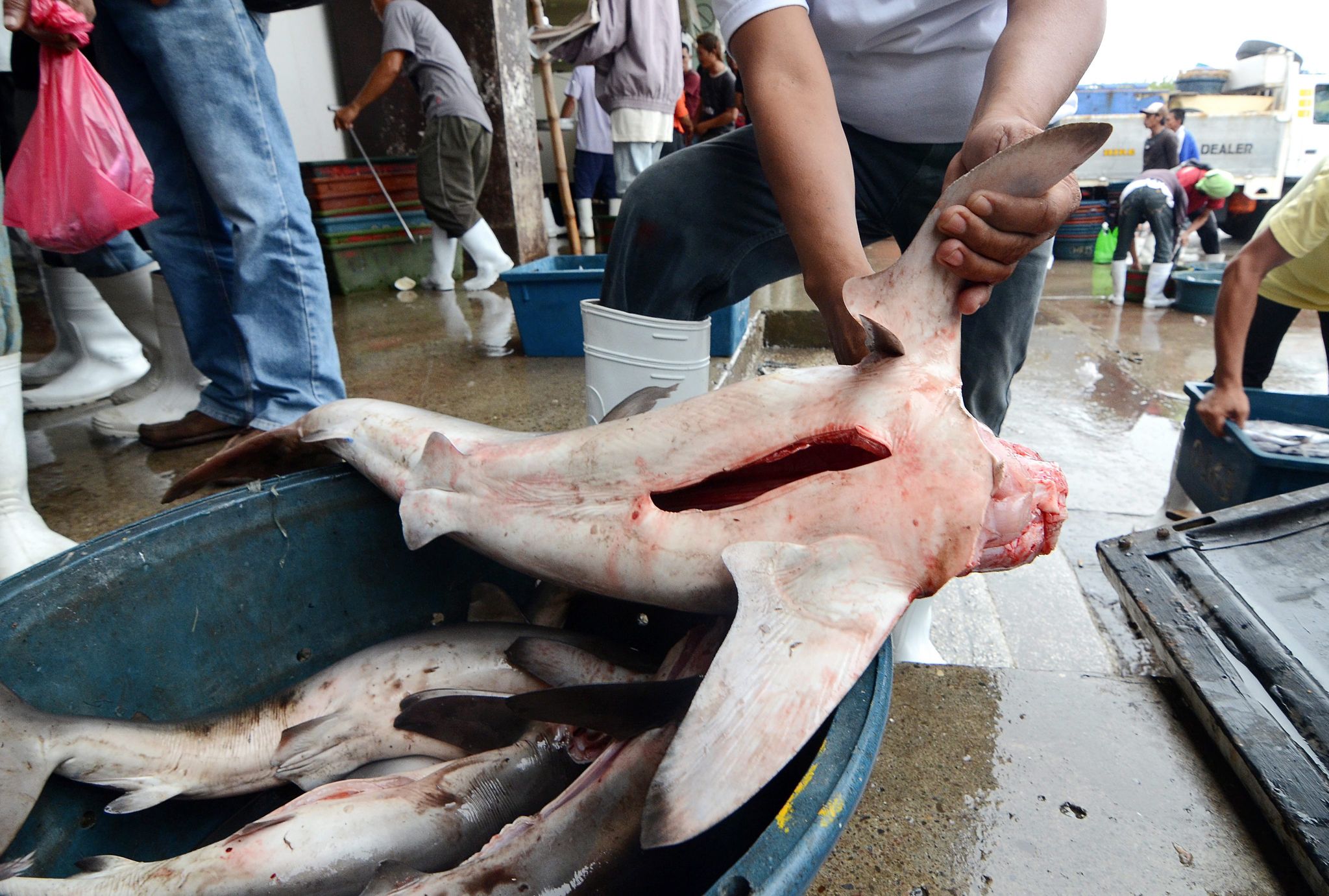 Ein philippinischer Fischer entfernt in Santos City (Philippinen) die Finne von einem Blauhai. Zum Abschluss der Weltartenkonferenz Cites in Panama haben die Vertreter von 184 Staaten ein Schutzpaket für fast 100 Hai- und Rochenarten bestätigt.