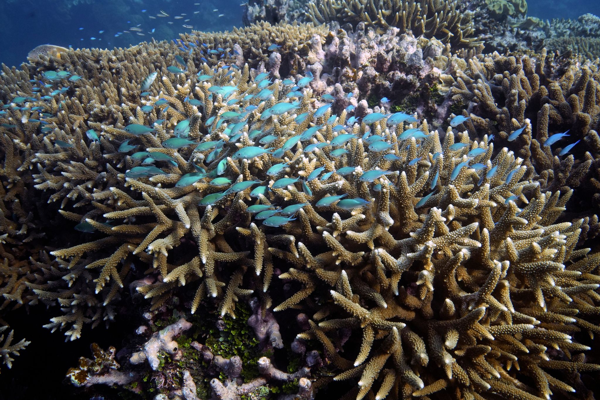 Ein Fischschwarm schwimmt über Korallen vor der Küste von Queensland im Osten Australiens.