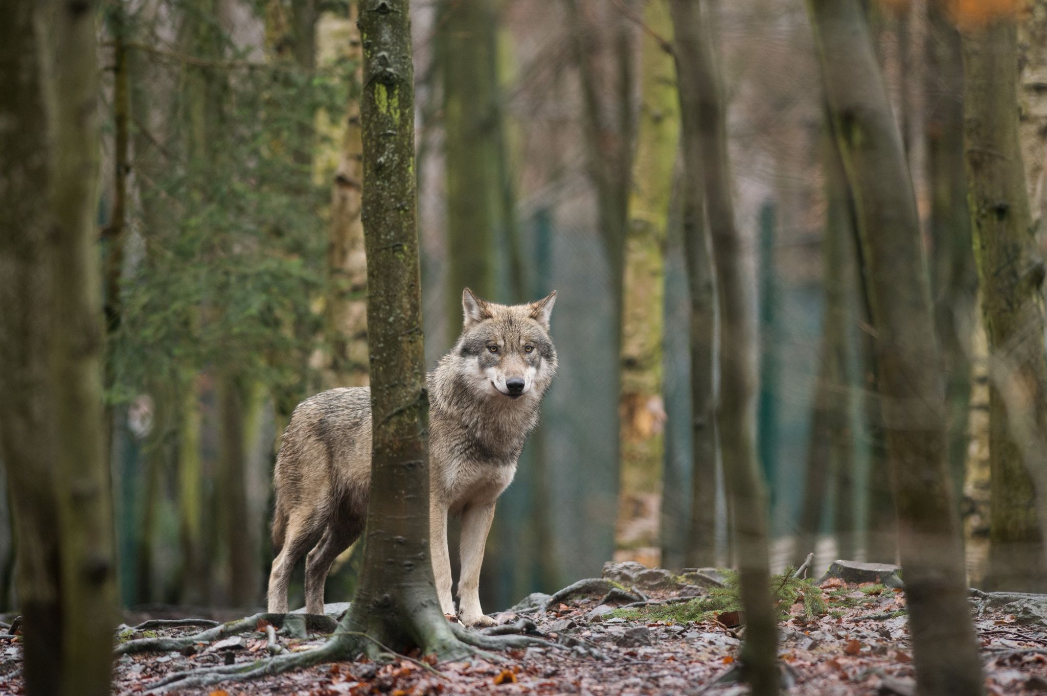 Ein Wolf steht im Tierpark Hexentanzplatz in Sachsen-Anhalt in seinem Gehege.