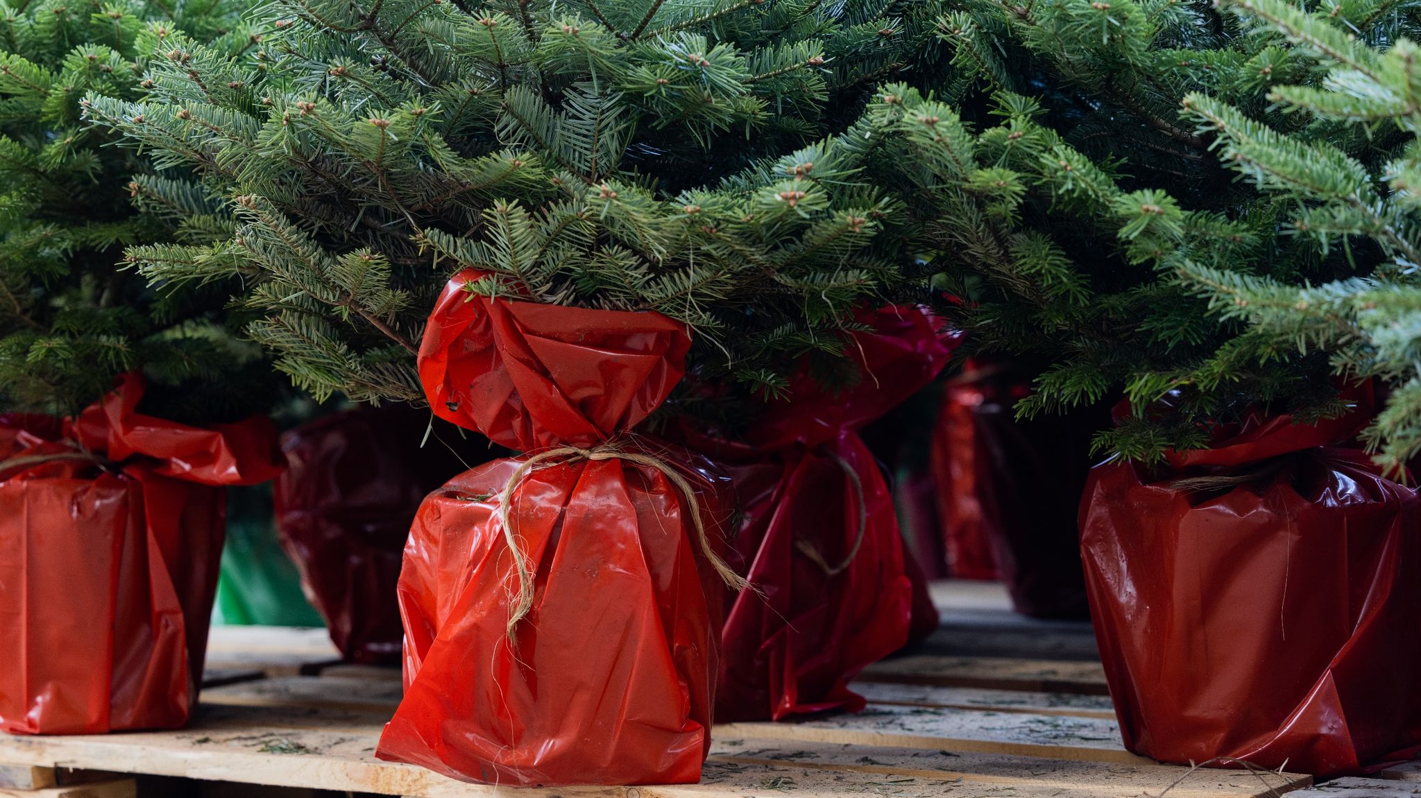 Weihnachtsbäume mit Wurzeln im Topf erleben nur selten ein zweites Weihnachtsfest.