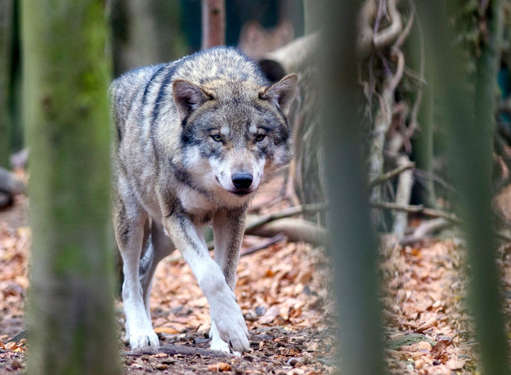Ein Wolf (Canis lupus) streift in einem Tierpark durch sein Freigehege.