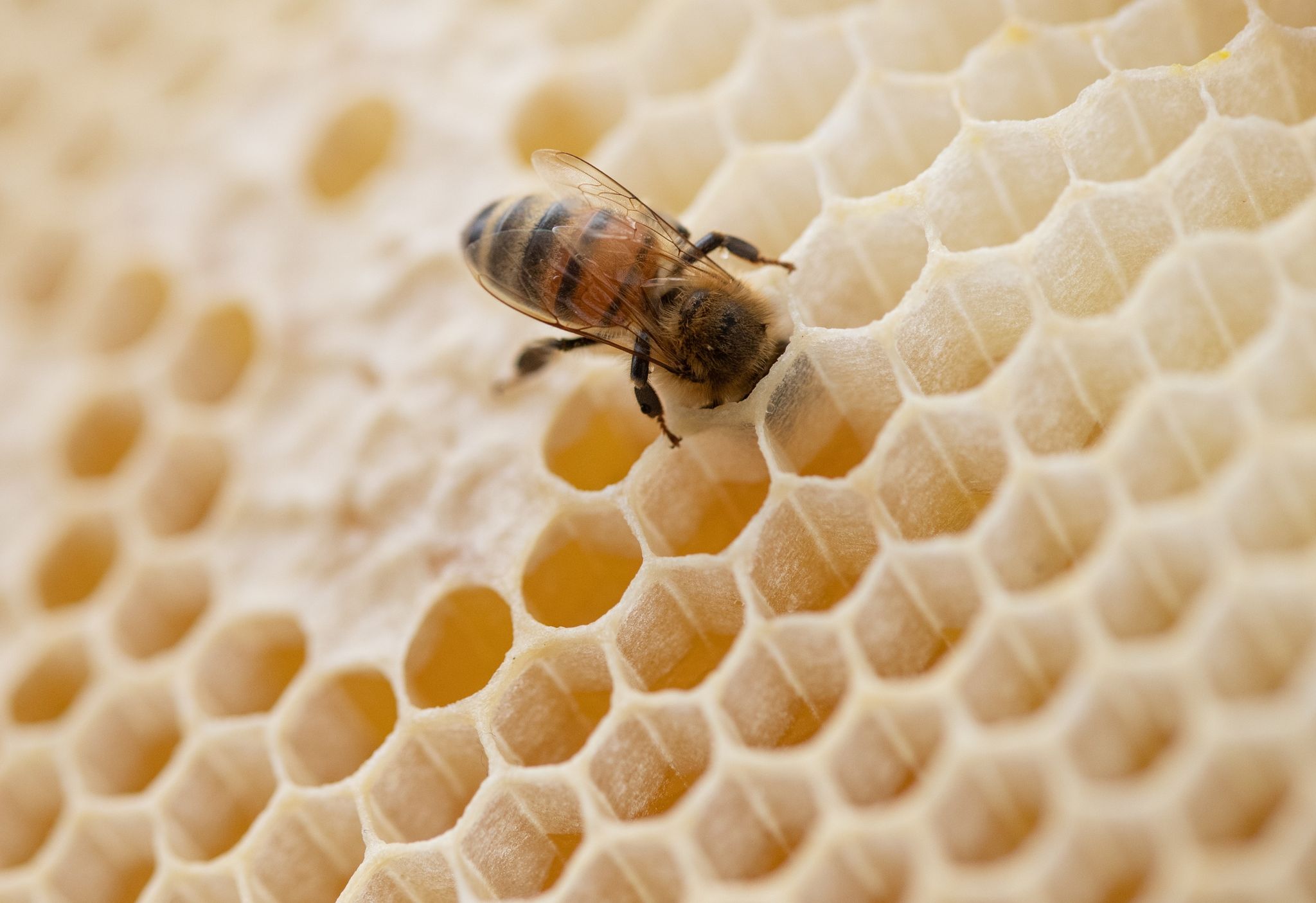 Eine Biene steckt ihren Kopf in den Hohlraum einer Bienenwabe.