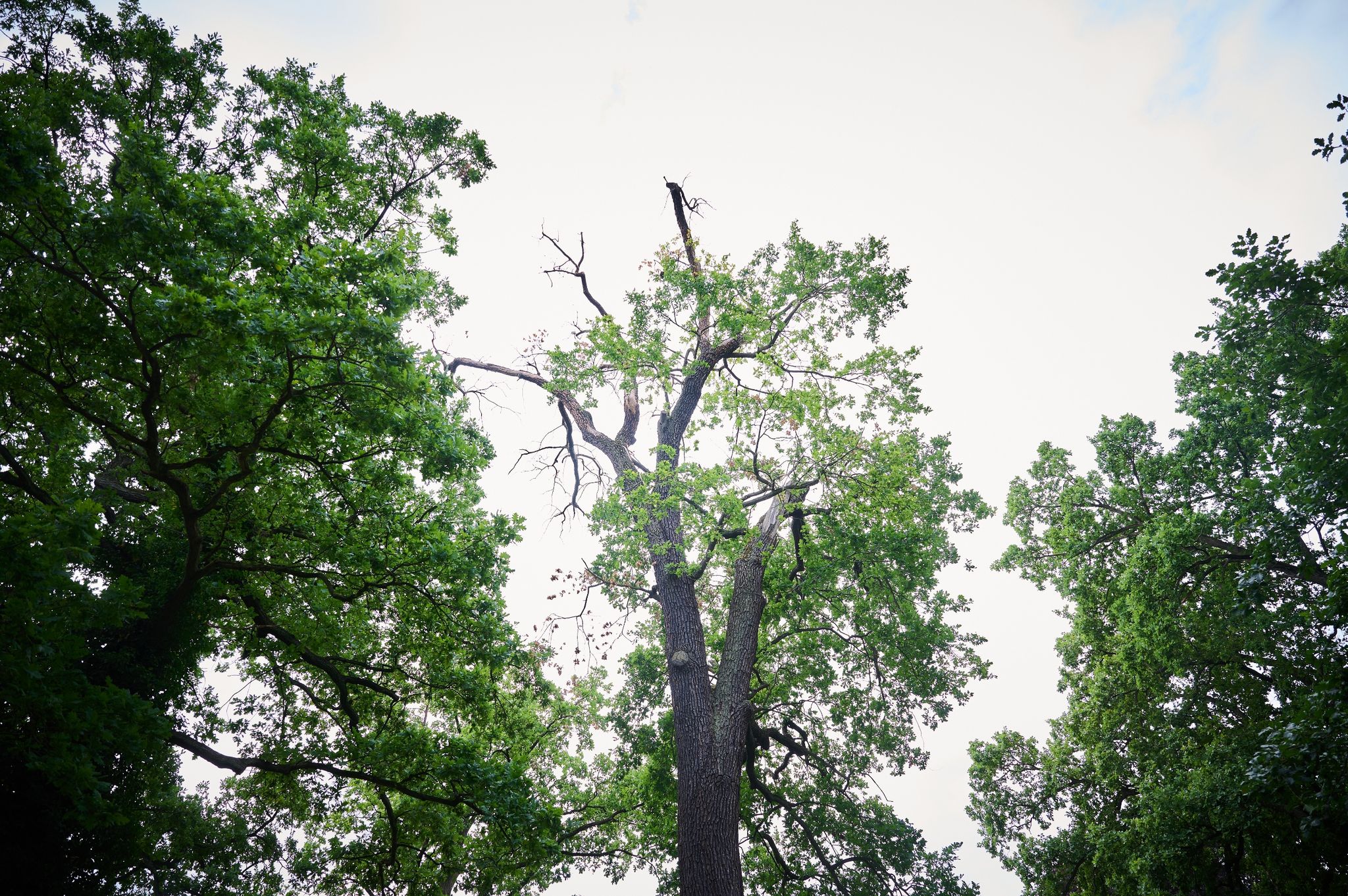 Mehrere alte Bäume im Schlosspark Sanssouci halten der Trockenheit nicht mehr Stand, ihre Kronen verdörren.