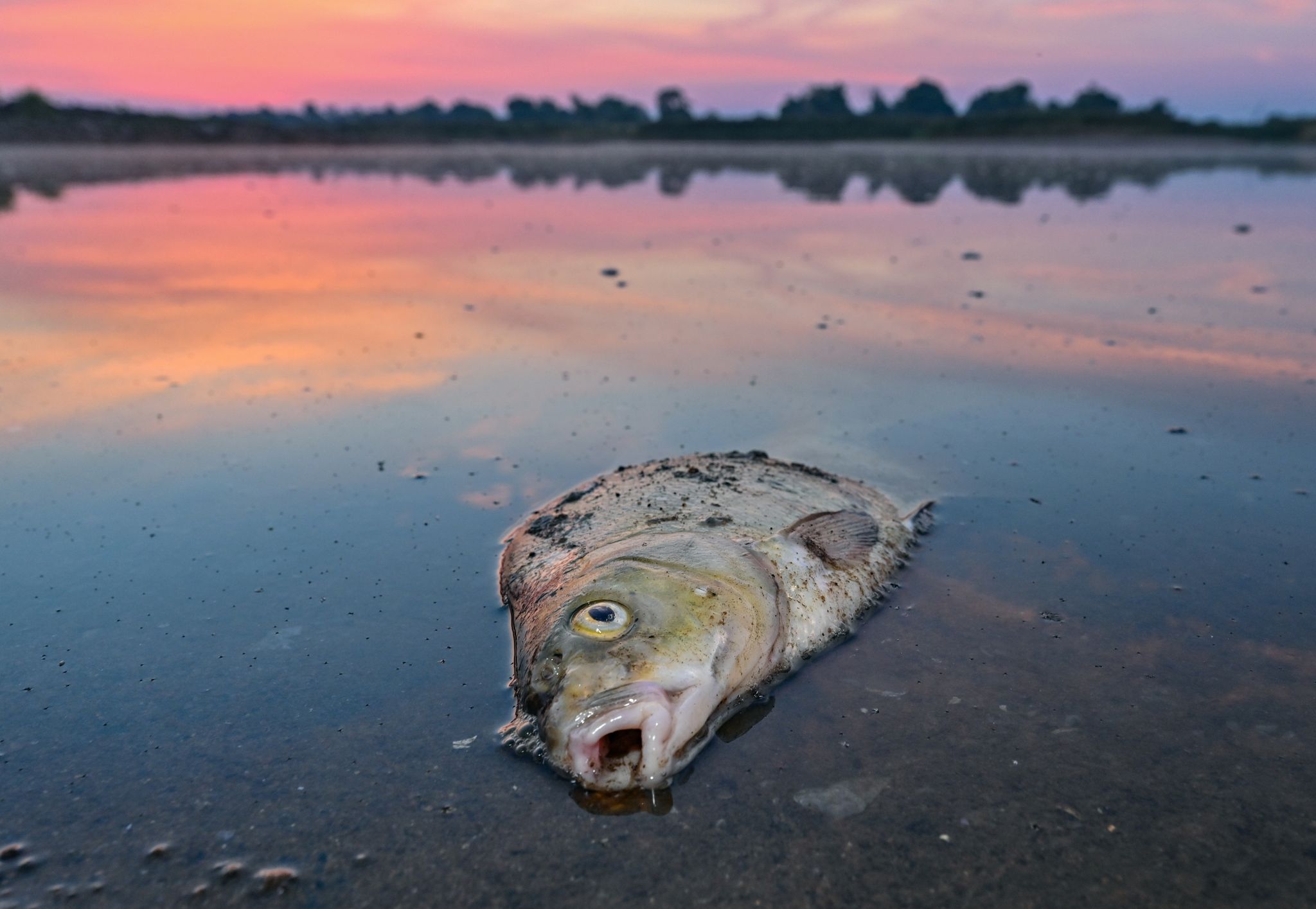 Ein toter Blei liegt am frühen Morgen im flachen Wasser vom deutsch-polnischen Grenzfluss Oder.