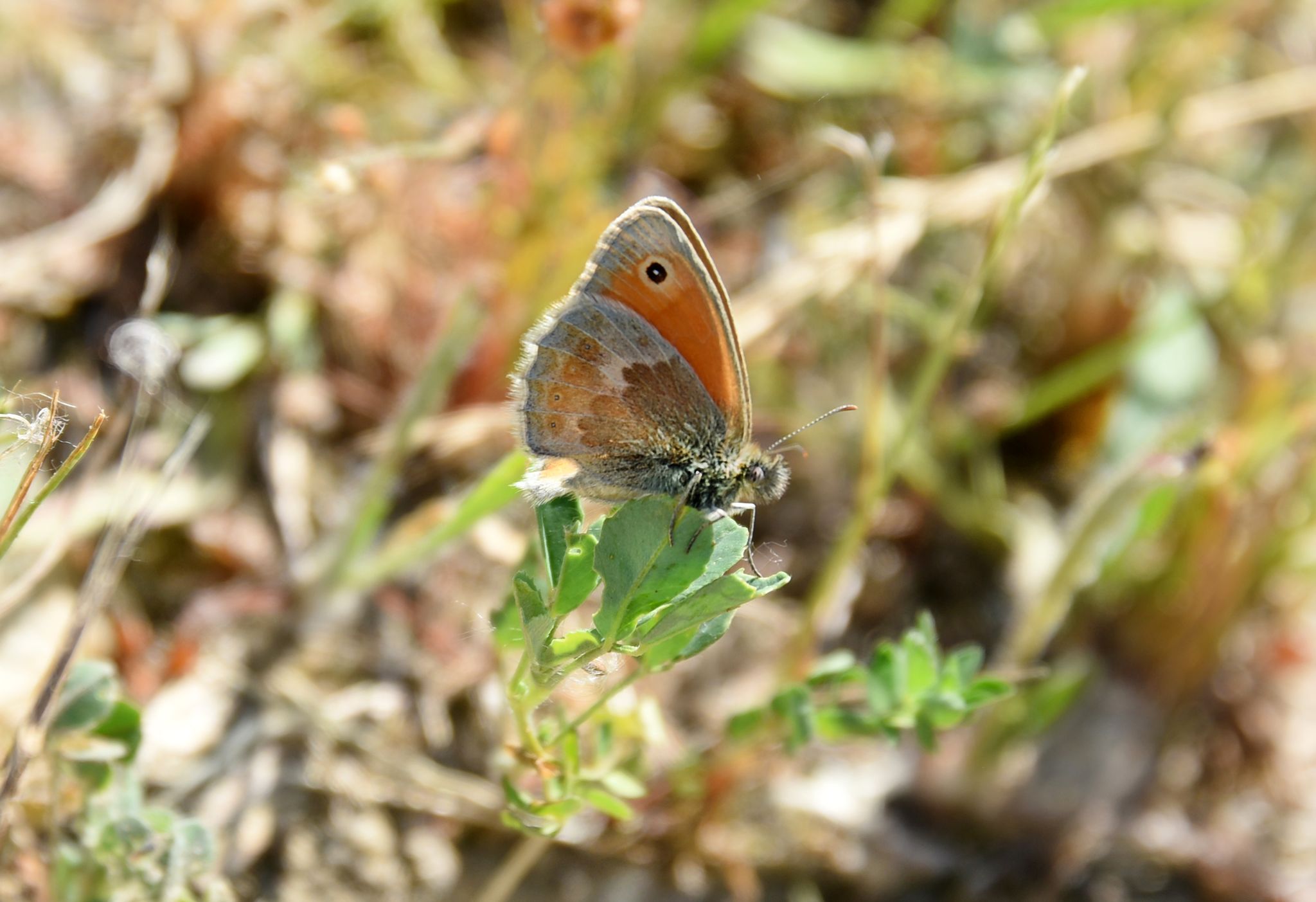 Ein kleiner Schmetterling sitzt auf einem Blatt.