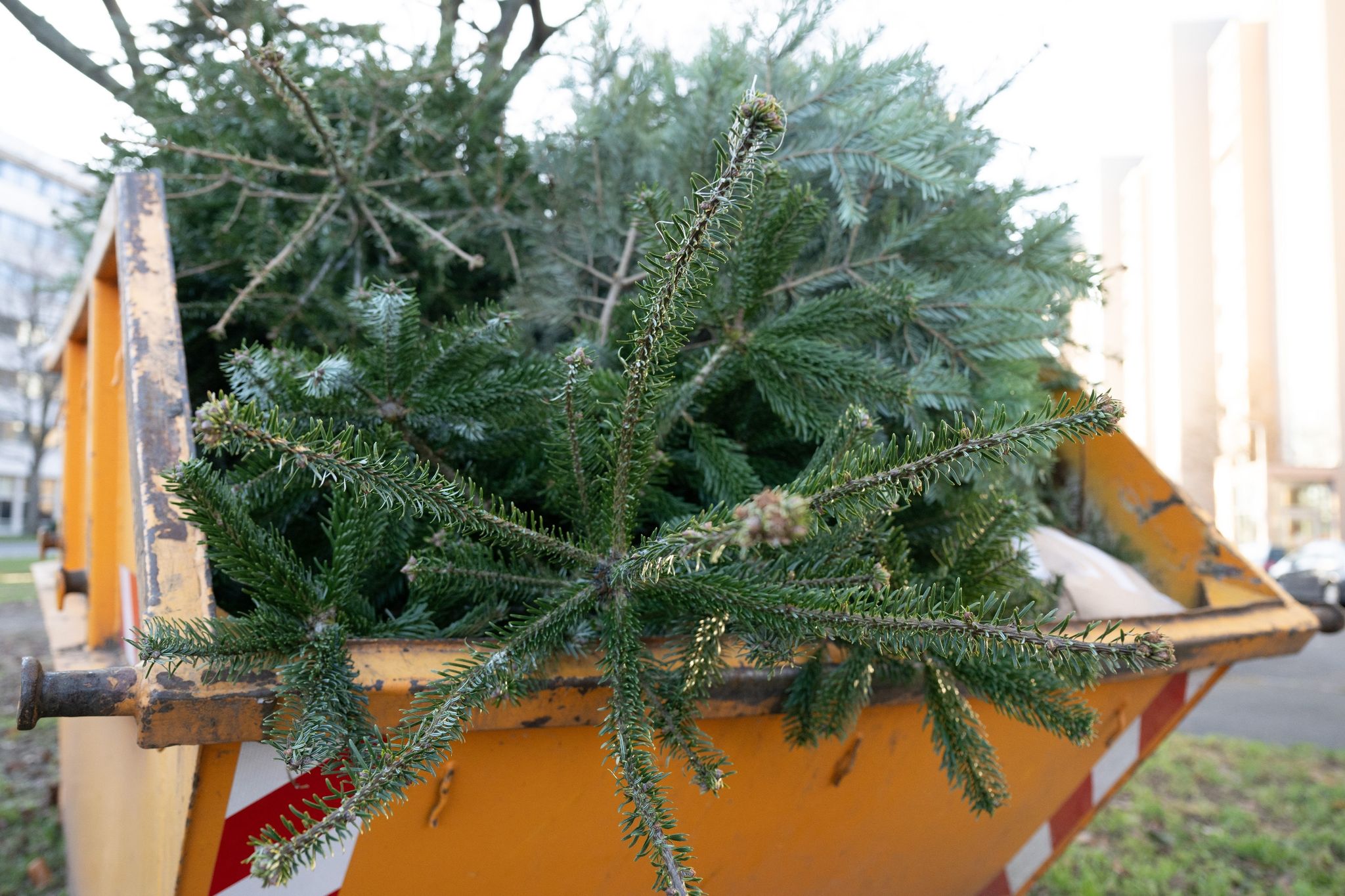 Etliche Weihnachtsbäume liegen in einem Container.