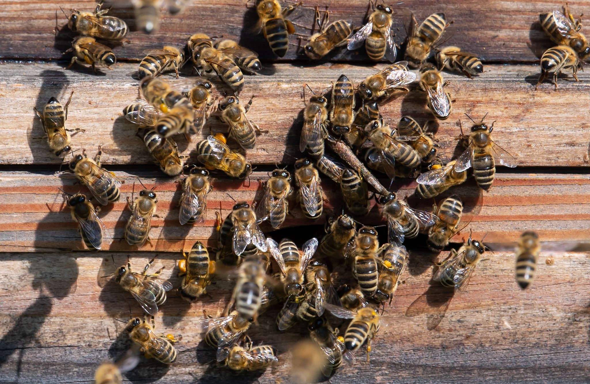 Bienen verlassen bei Sonnenschein einen Bienenstock.