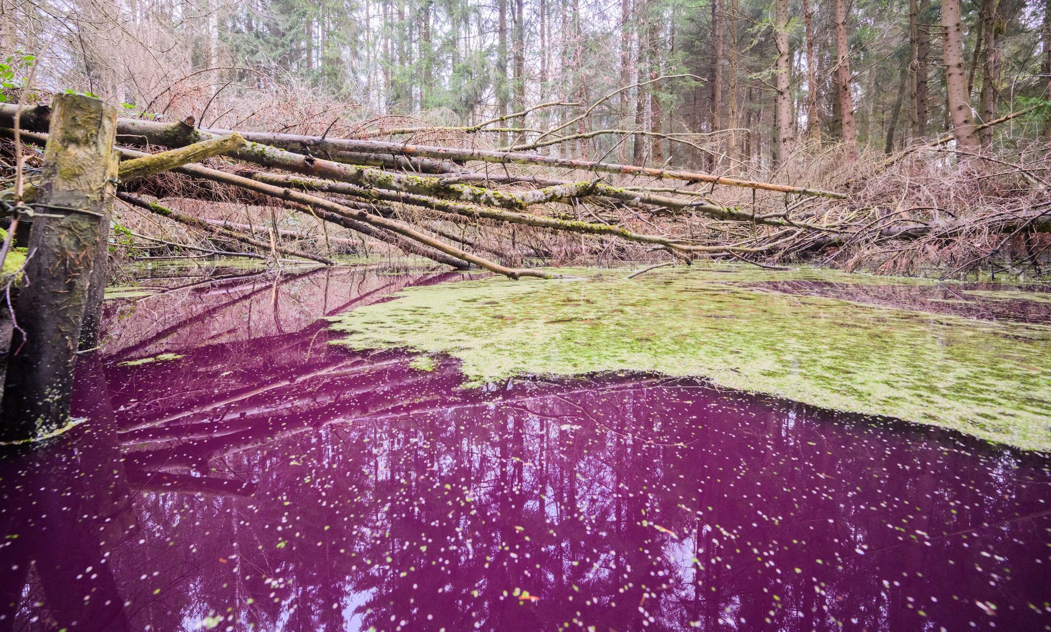 Purpurfarben schimmert das Wasser im Hildesheimer Wald bei Sibbesse. Aber warum?