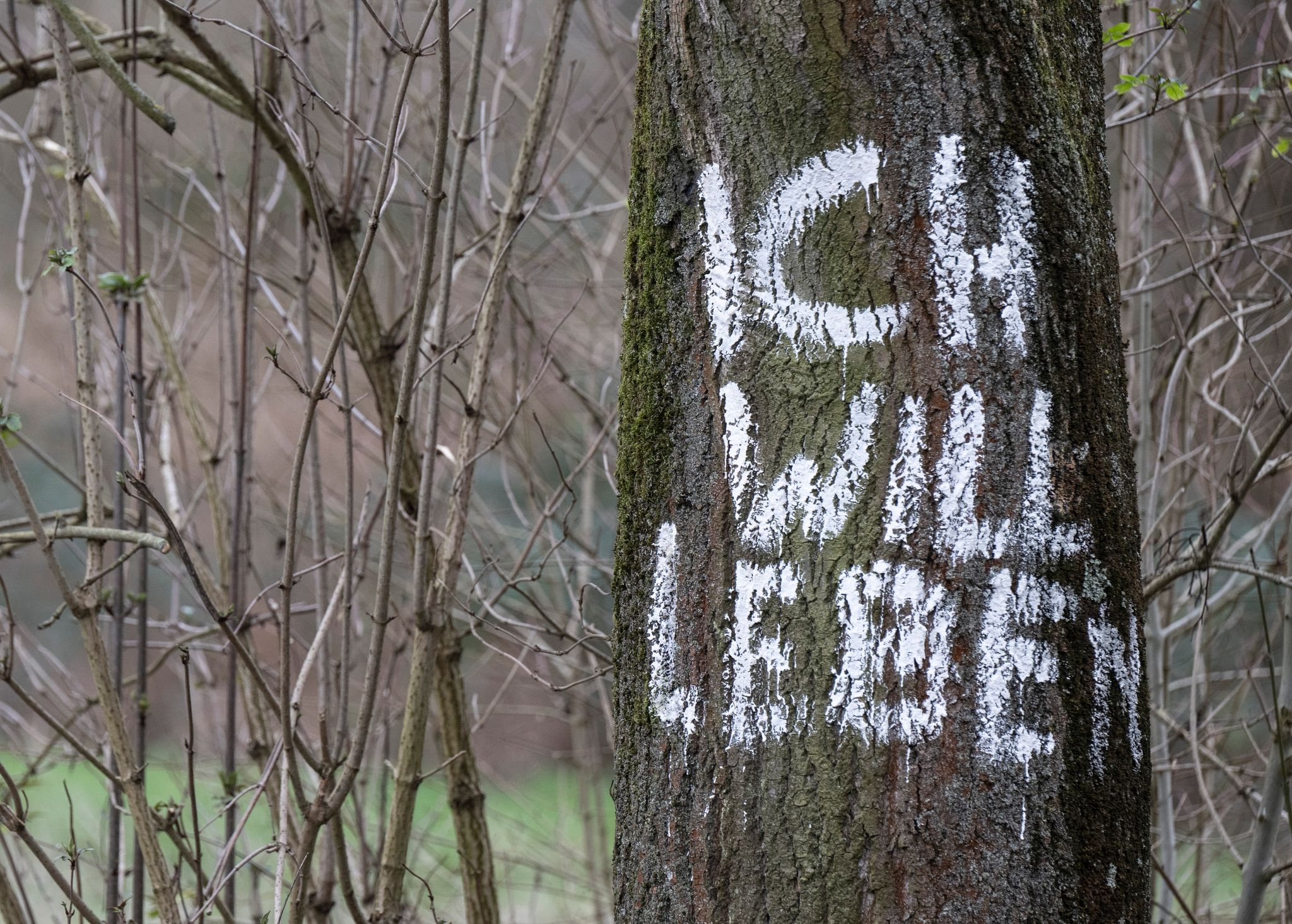 „Ich will leben“ steht auf dem Stamm einer Eiche im besetzten Fechenheimer Wald in Frankfurt.