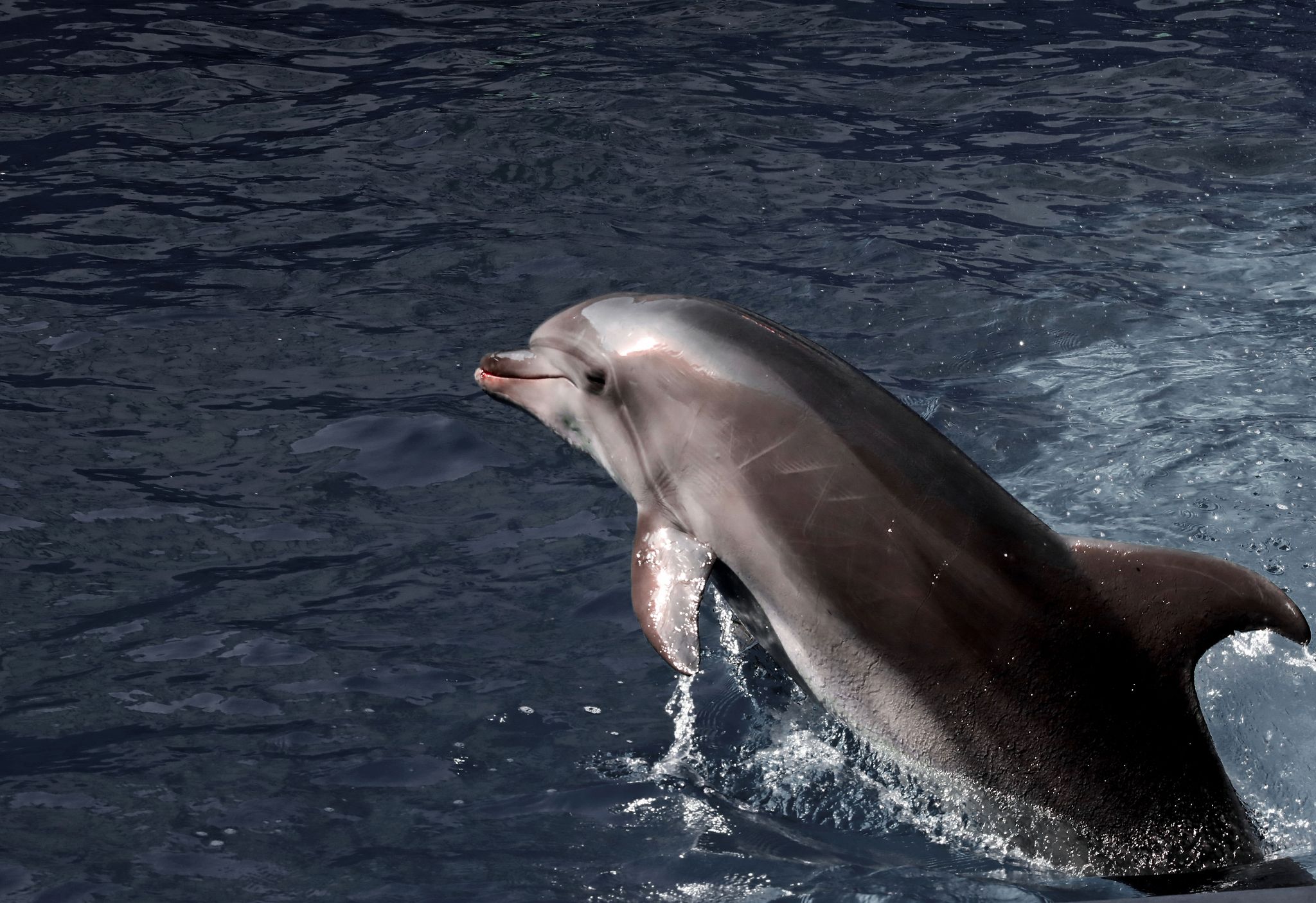 Delfine kommunizieren über diverse Unterwasserlaute miteinander.