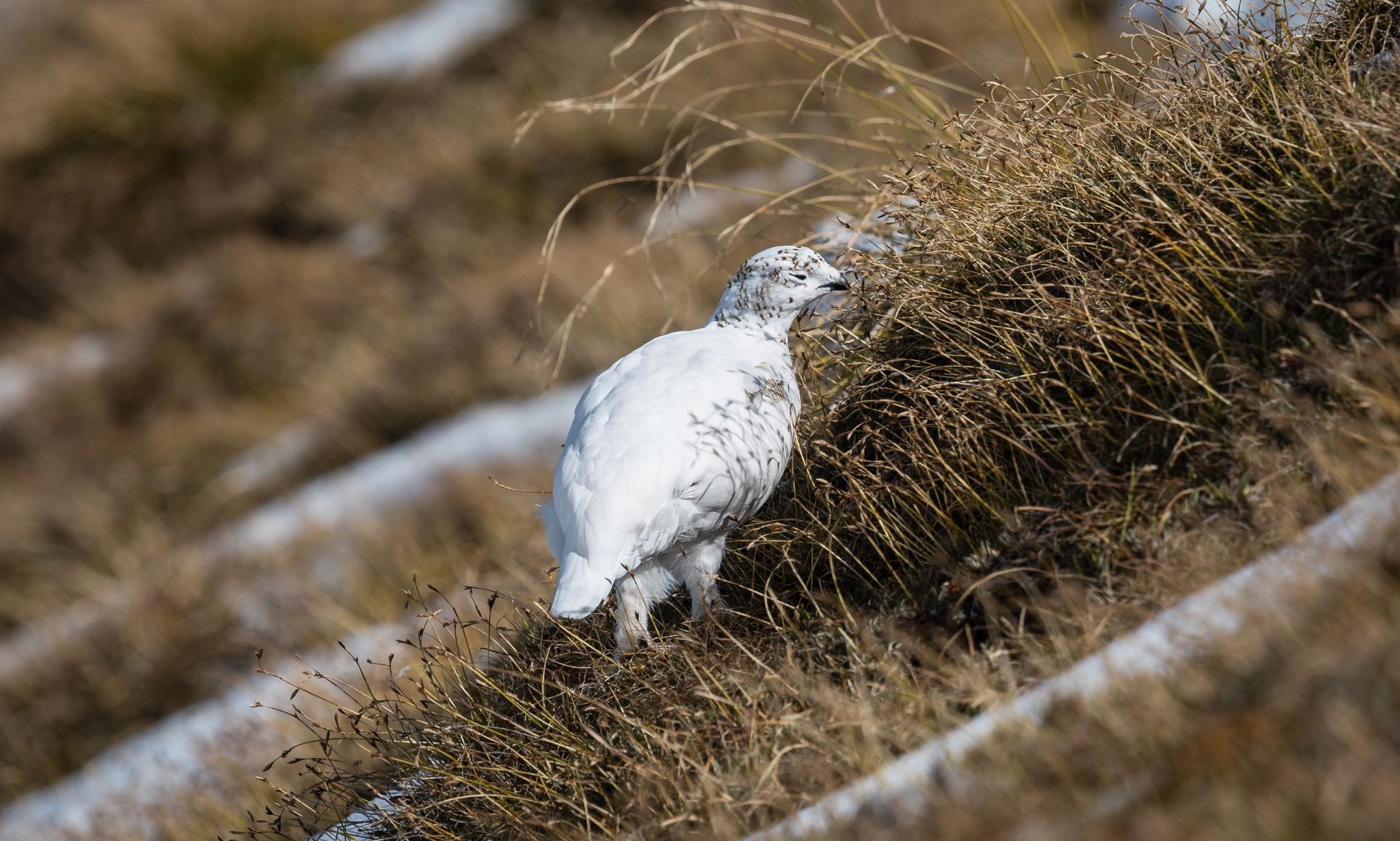 Ein Alpenschneehuhn mit weißem Wintergefieder - es hat mangels Schnee keine Tarnung.