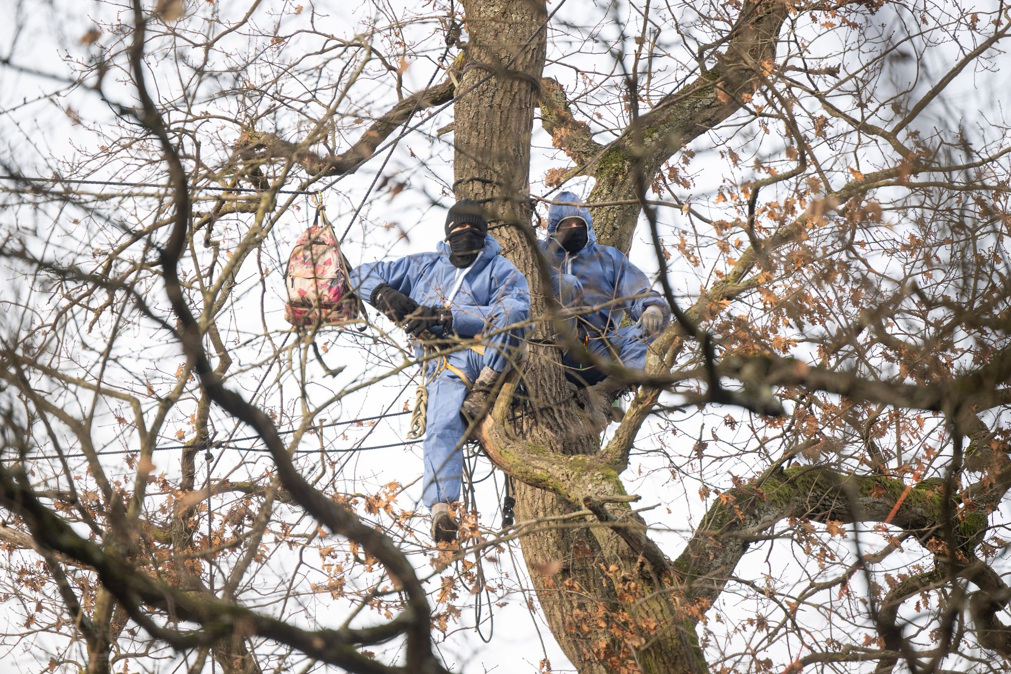 Zwei Aktivisten sitzen während der Räumung im Fechenheimer Wald auf einem Baum.