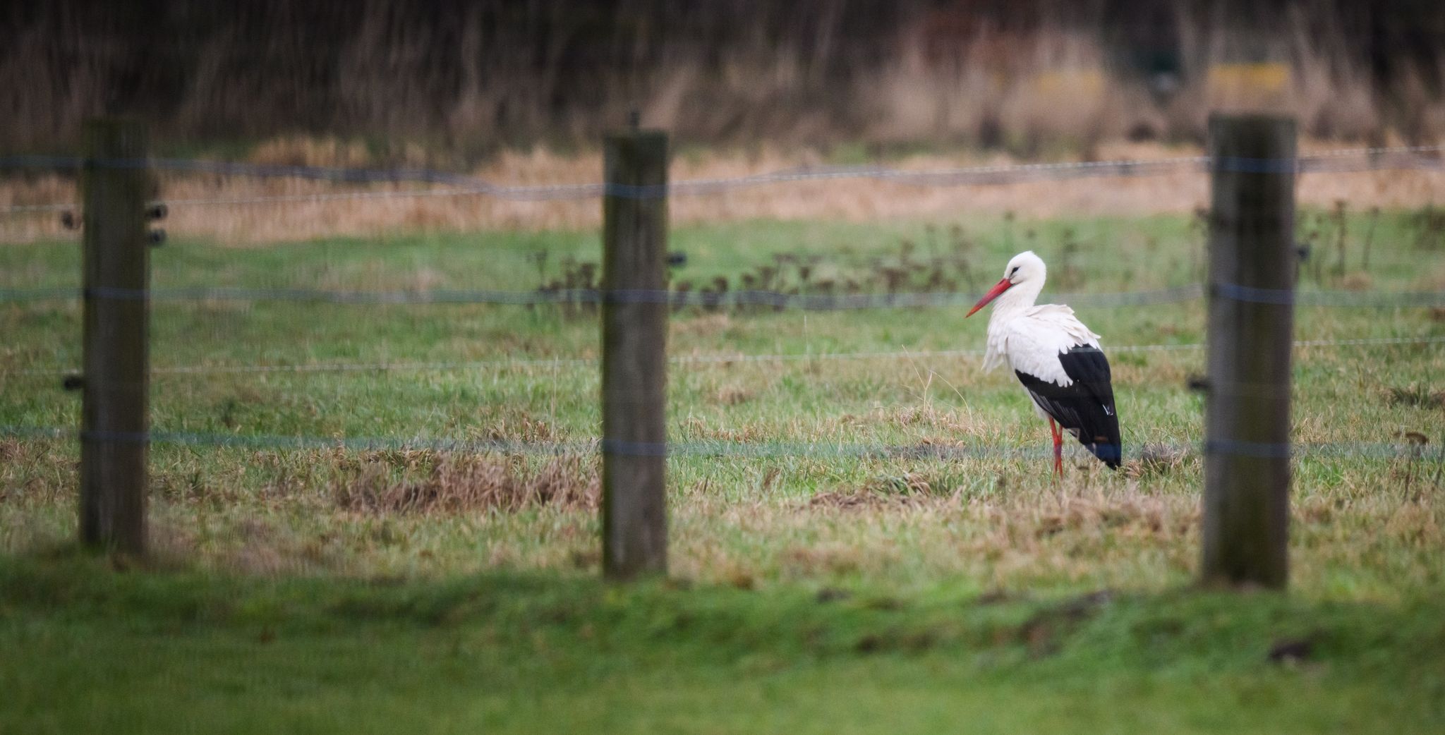 Ein Storch verweilt auf einem Feld bei Steinwedel in der Region Hannover.