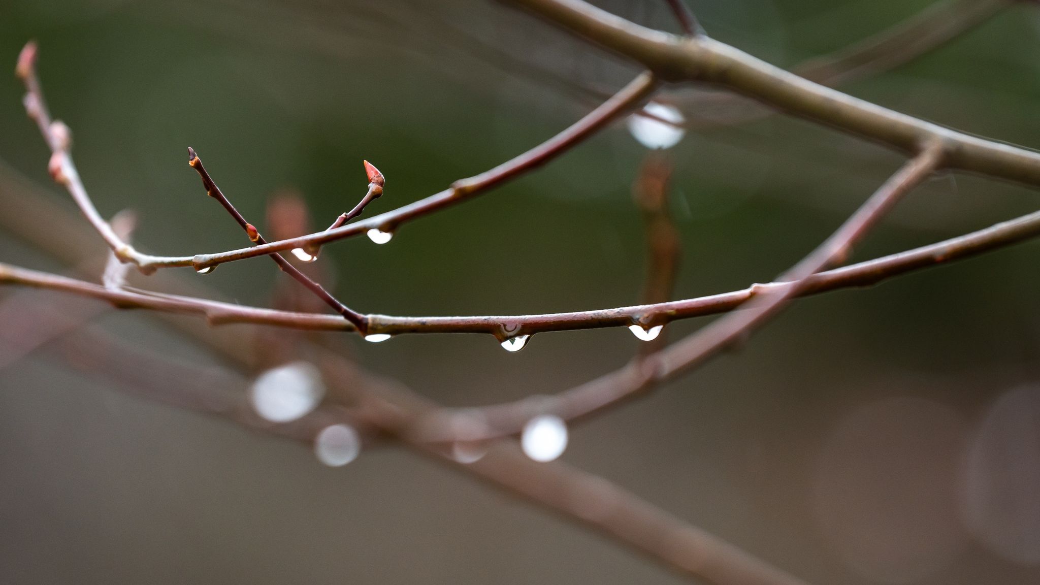 Regentropfen hängen an den Zweigen eines Baumes.