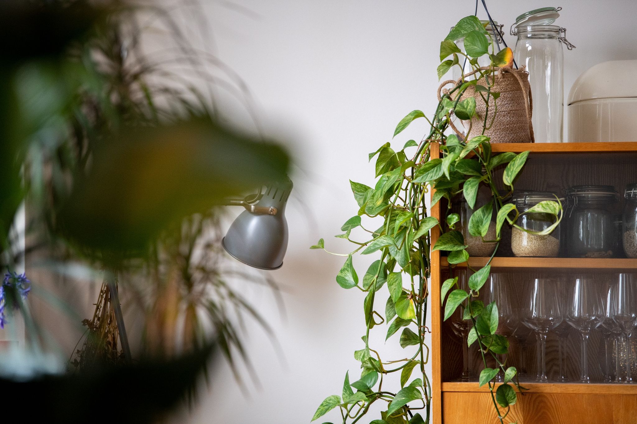 Ein Paradies für viele Schädlinge: Zimmerpflanzen bieten ihnen im Winter oft einen guten Raum zum Wachsen.