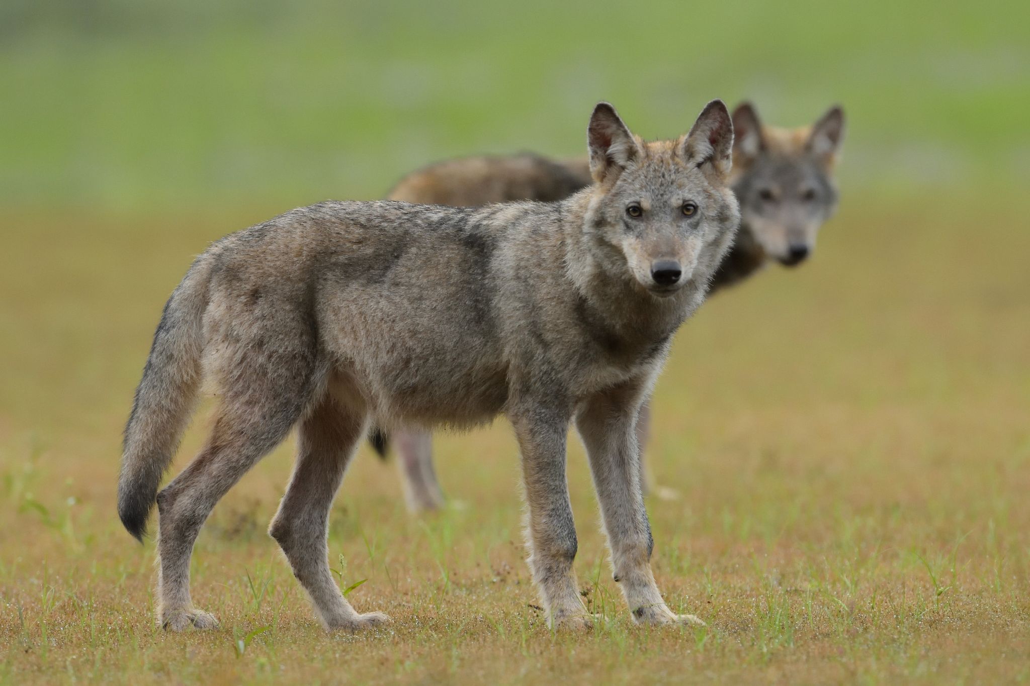 Zwei Wolfswelpen stehen auf einem Feld.