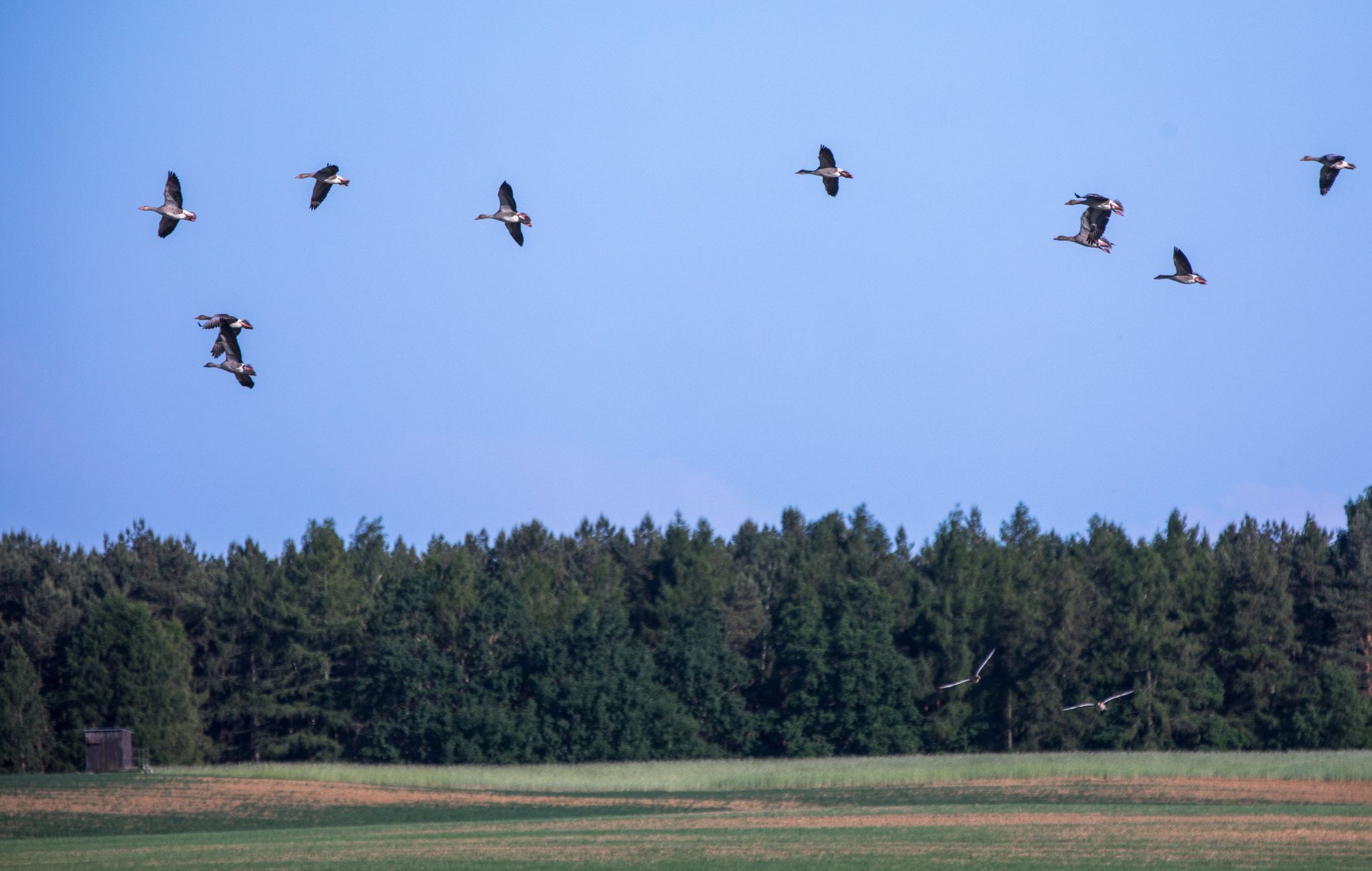 Gänze fliegen über einen Acker im Müritz Nationalpark.