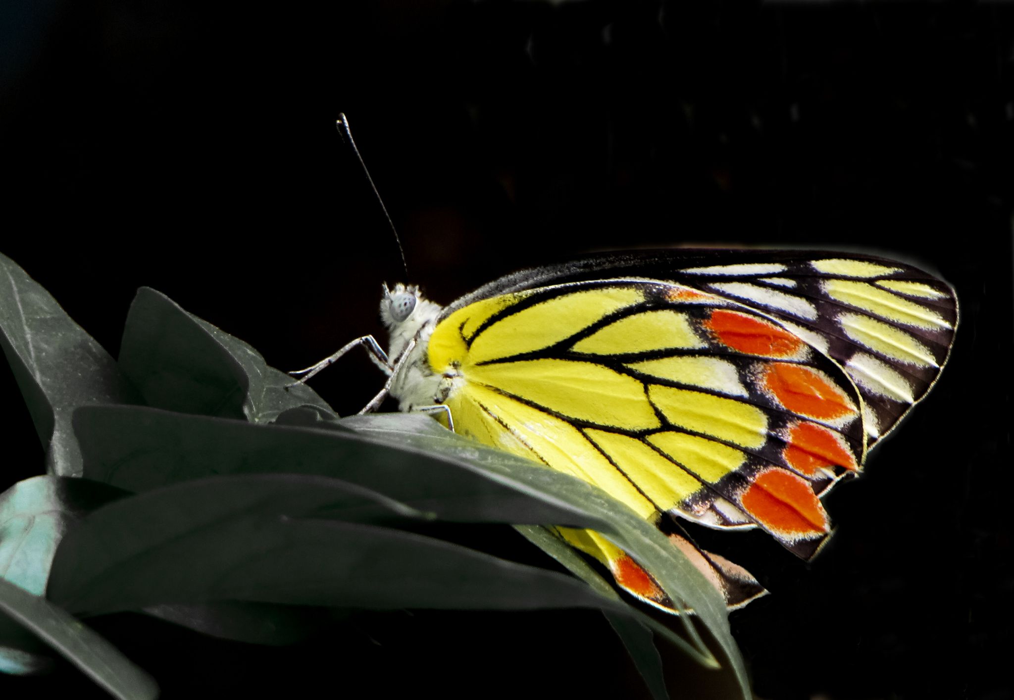 Der Delias eucharis Schmetterling, ein mittelgroßer Schmetterling.
