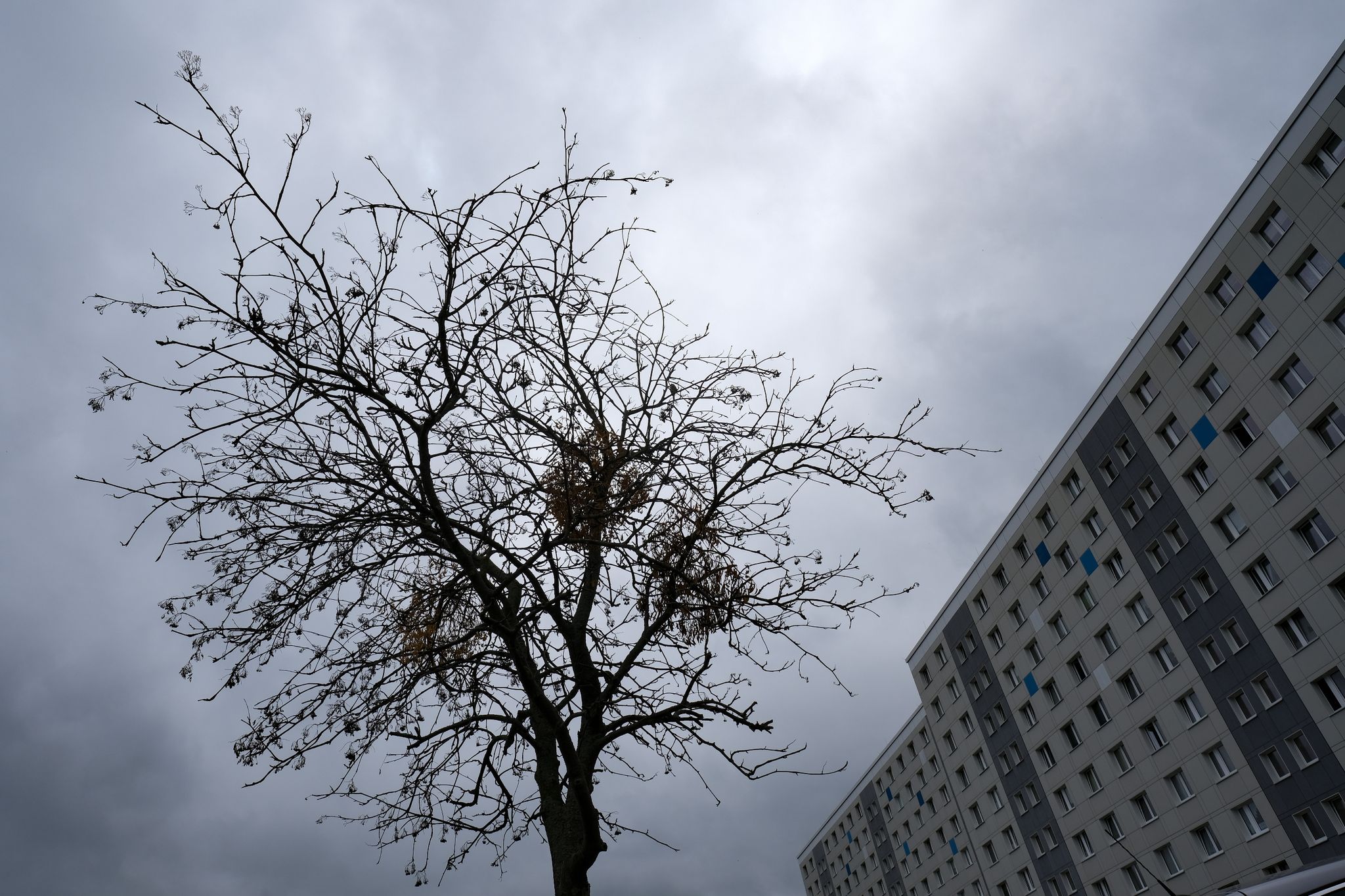 Ein vertrockneter Straßenbaum mit ebenfalls vertrockneten Misteln steht in einem Neubaugebiet in Lichtenberg.