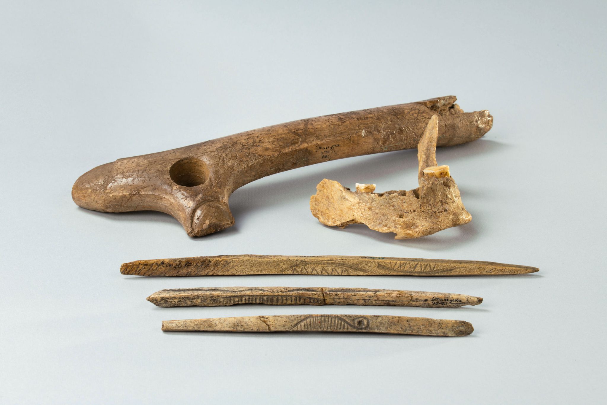 Aus der Maszycka-Höhle in Südpolen: Ein Stück eines menschlichen Kiefers sowie Knochen
und Geweihartefakte aus der Magdalenien-Kultur, die vor 19.000 bis 14.000 Jahren in großen Teilen Europas verbreitet war.