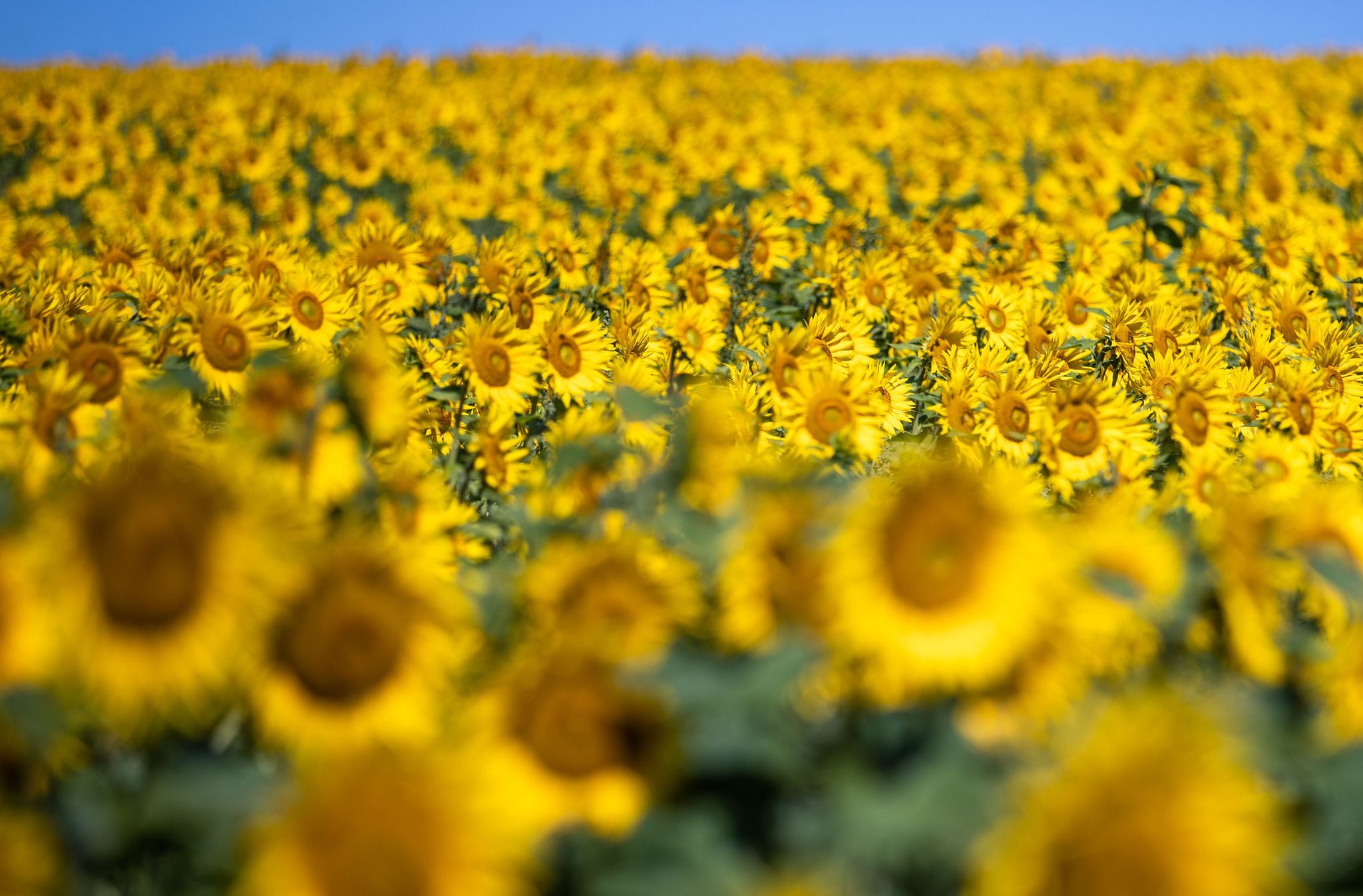 Sonnenblumen blühen auf einem Feld.