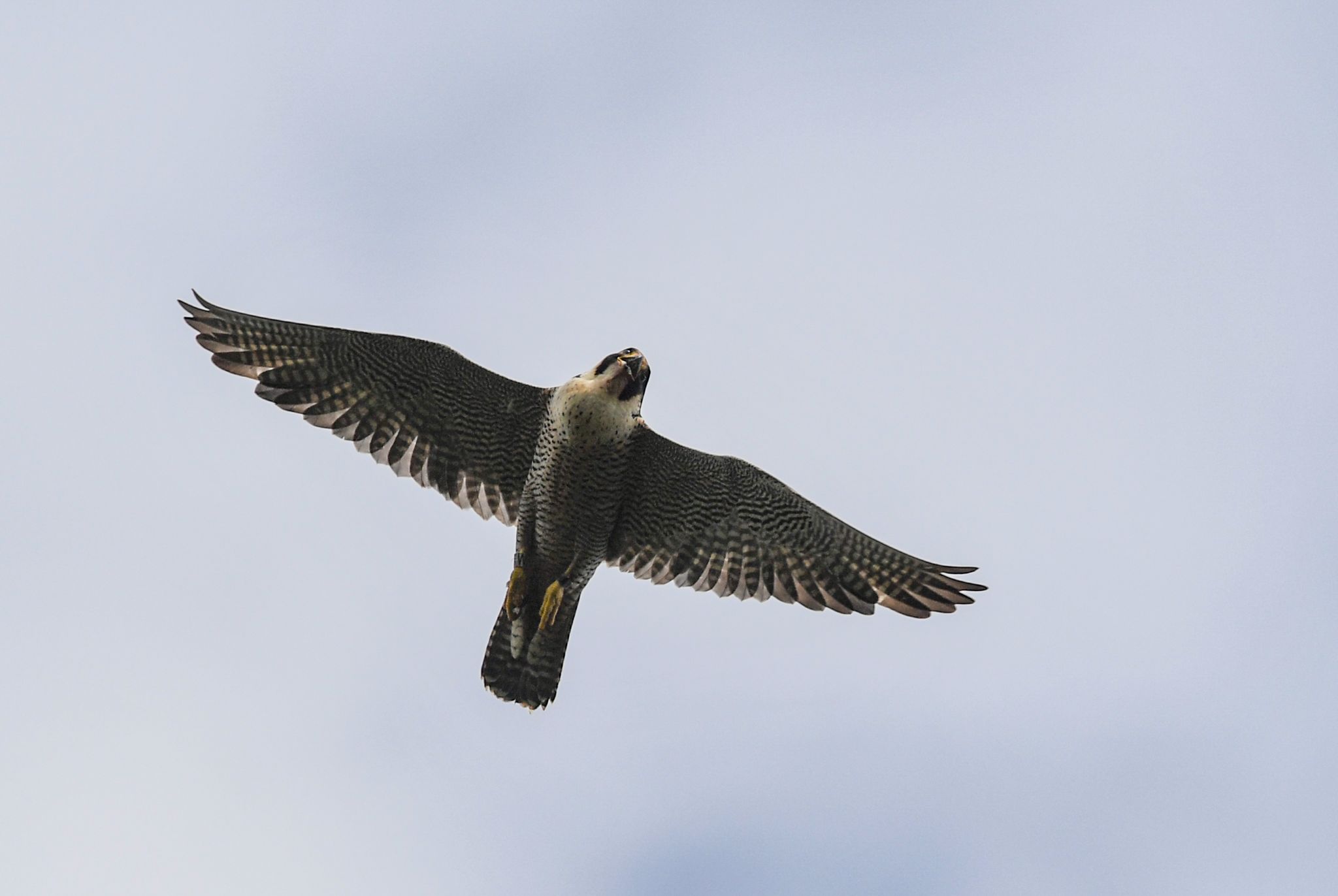 Ein Wanderfalke (Falco peregrinus) fliegt am Himmel.