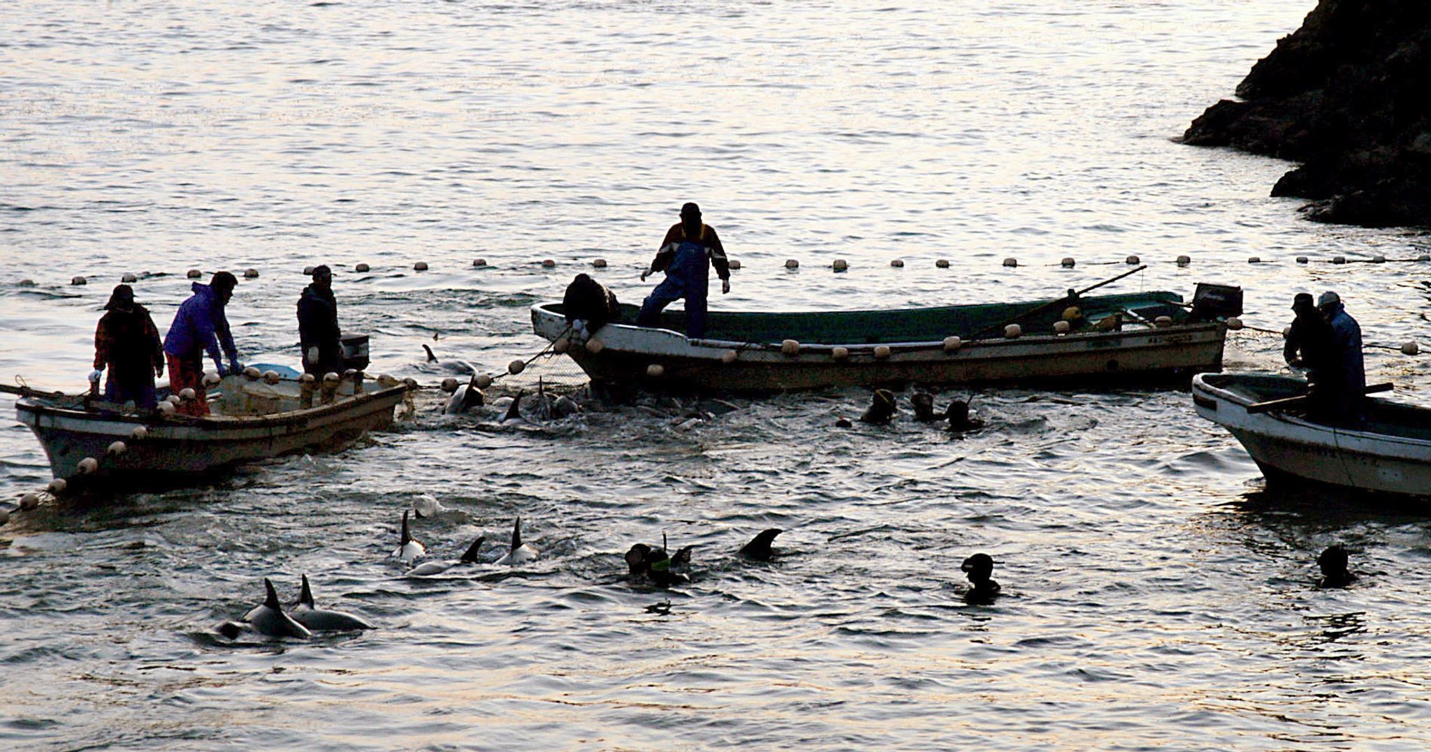 Delfine wurden bei einer Treibjagd in eine Lagune getrieben, aufgenommen in der Walfang-Stadt Taiji.