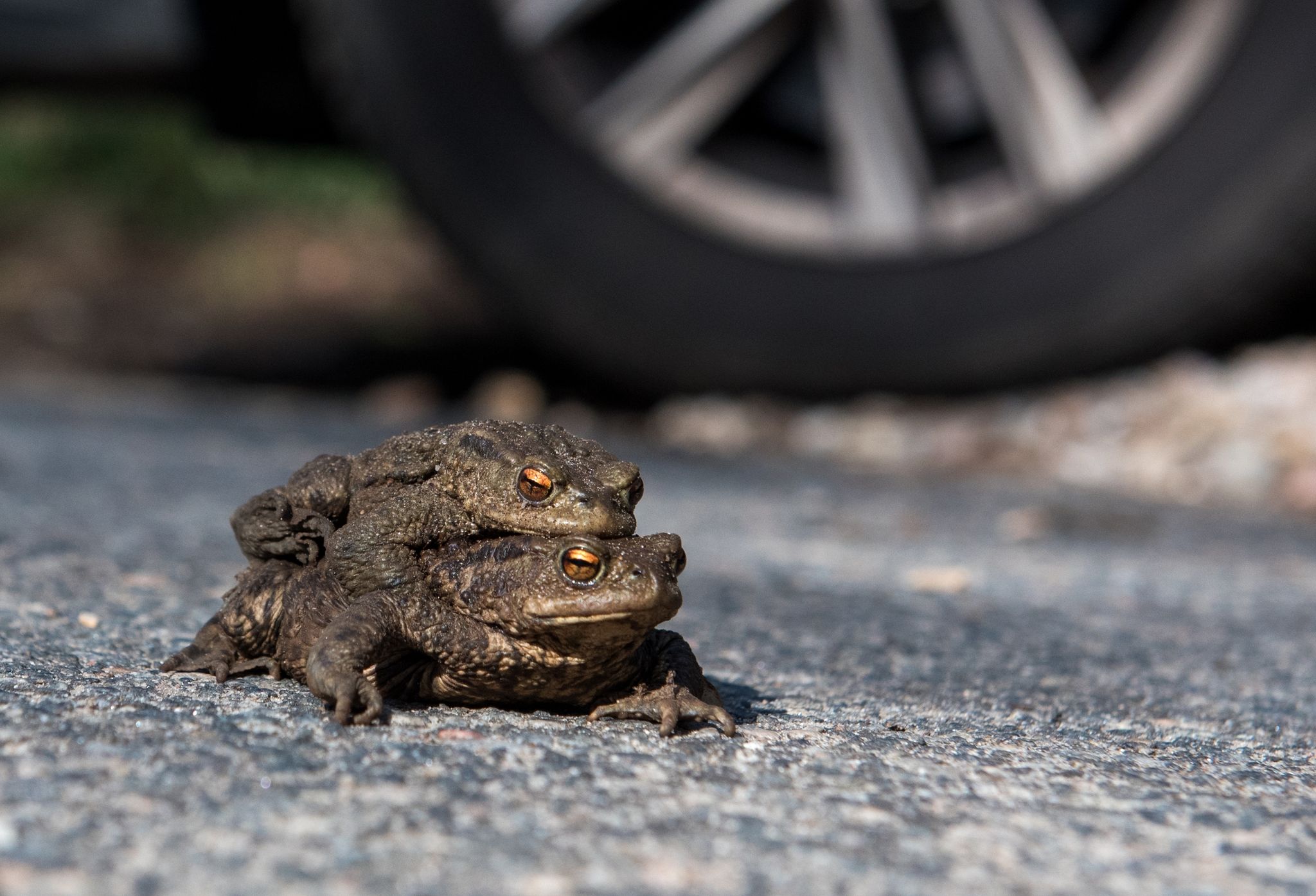 Ein Kröten-Pärchen sitzt auf einer Straße vor einem Autoreifen.