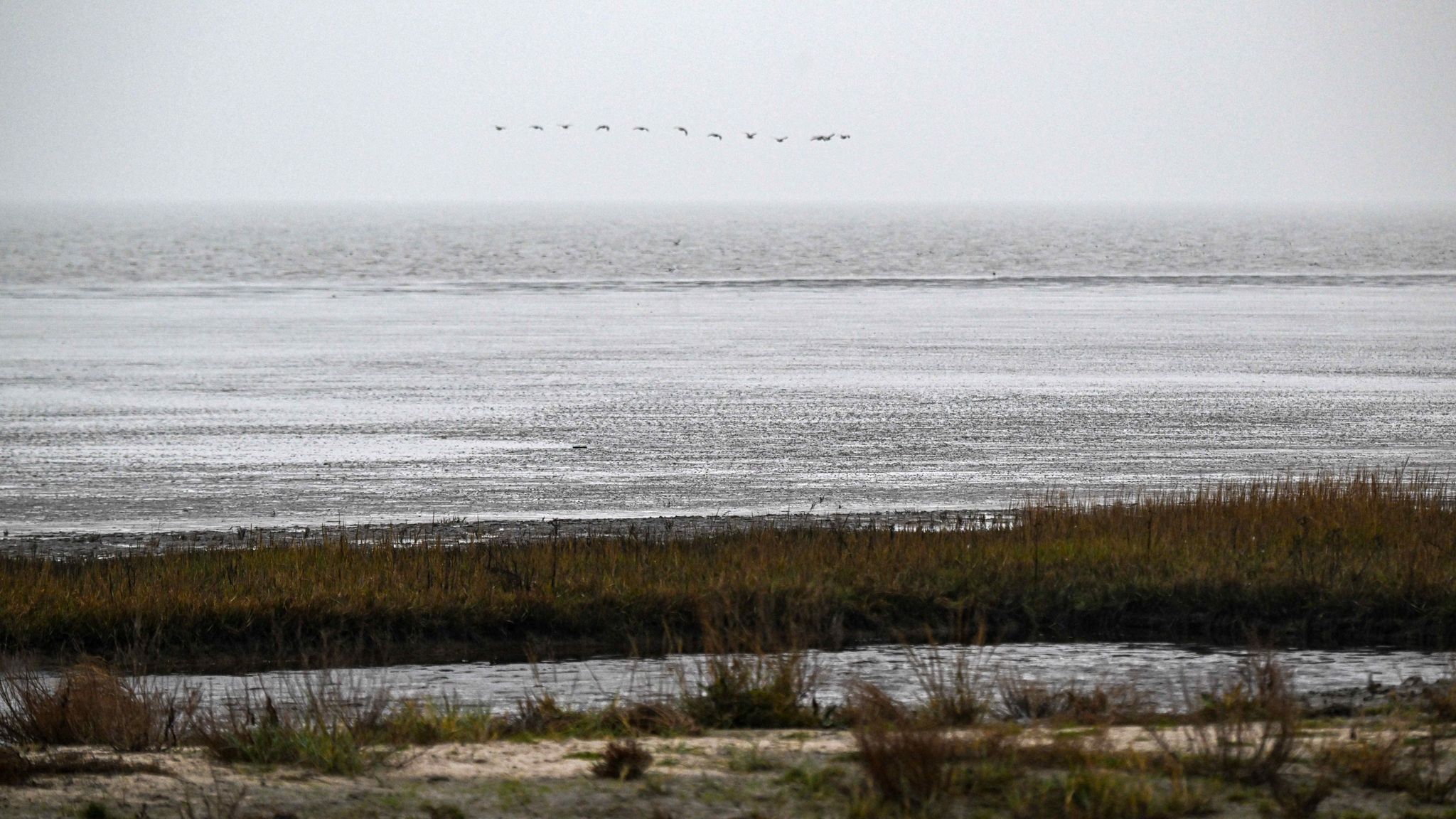 Vögel fliegen über das Watt vor dem Strand von Dangast.